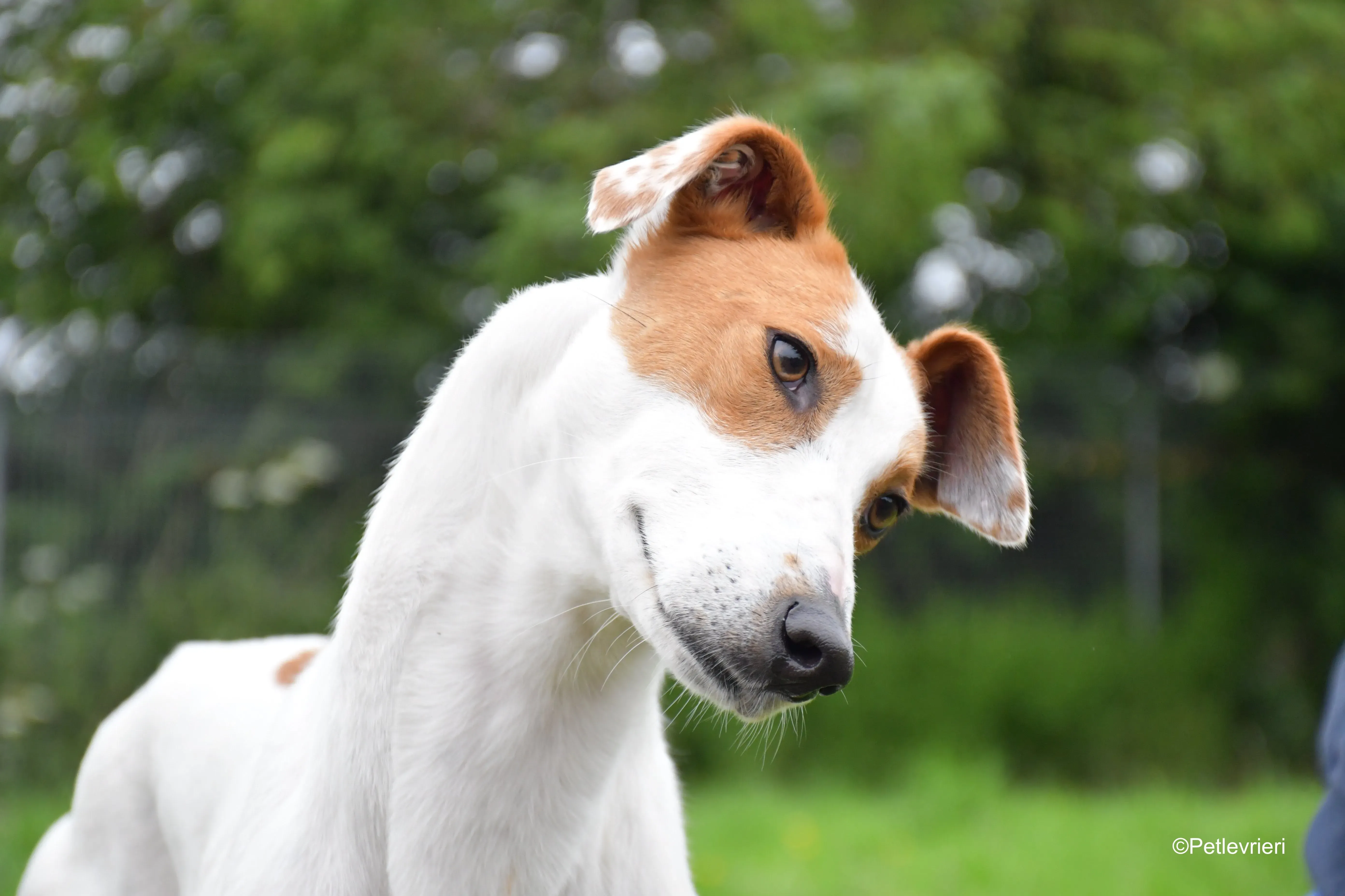 eric adozione levrieri greyhound 12