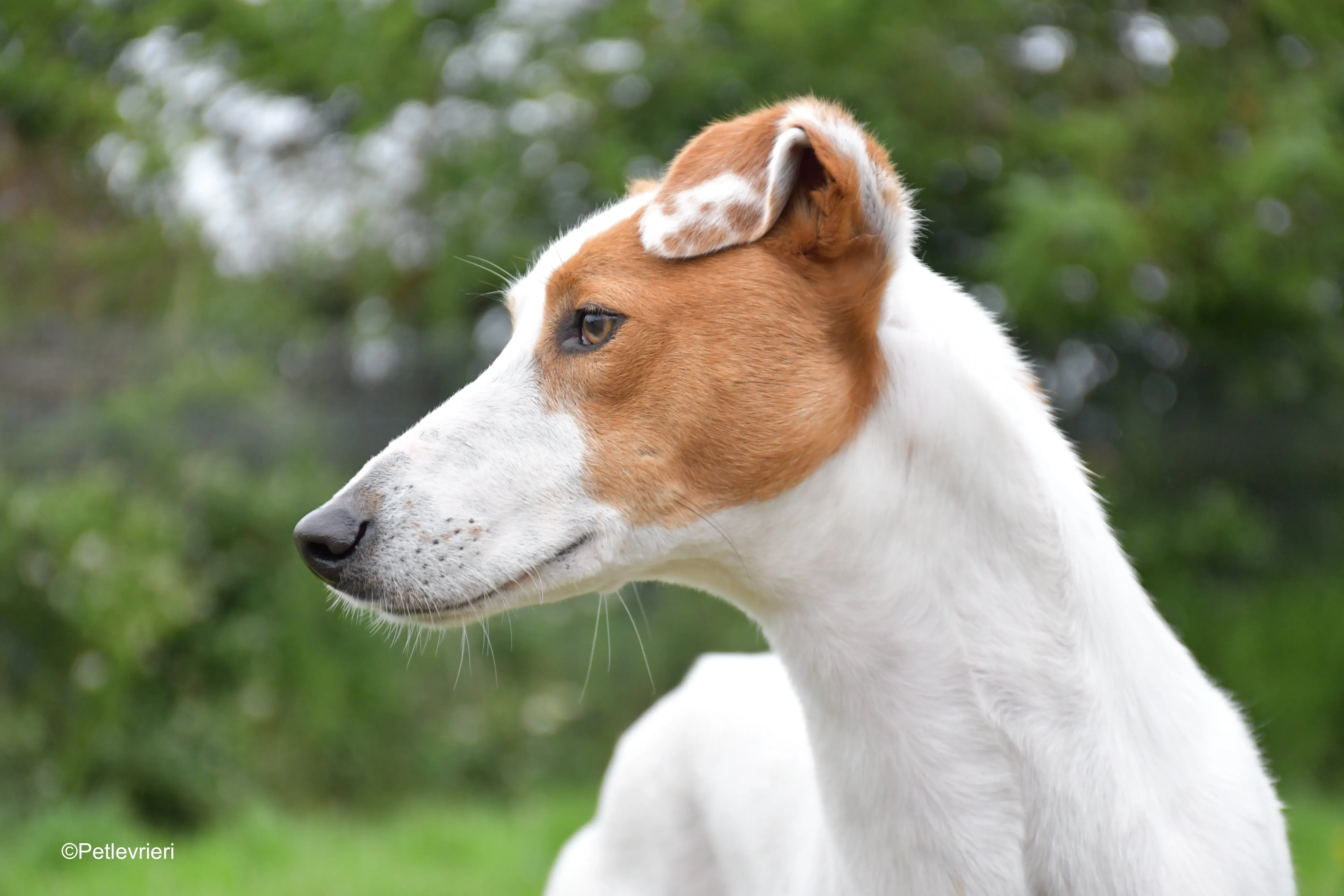 eric adozione levrieri greyhound 13