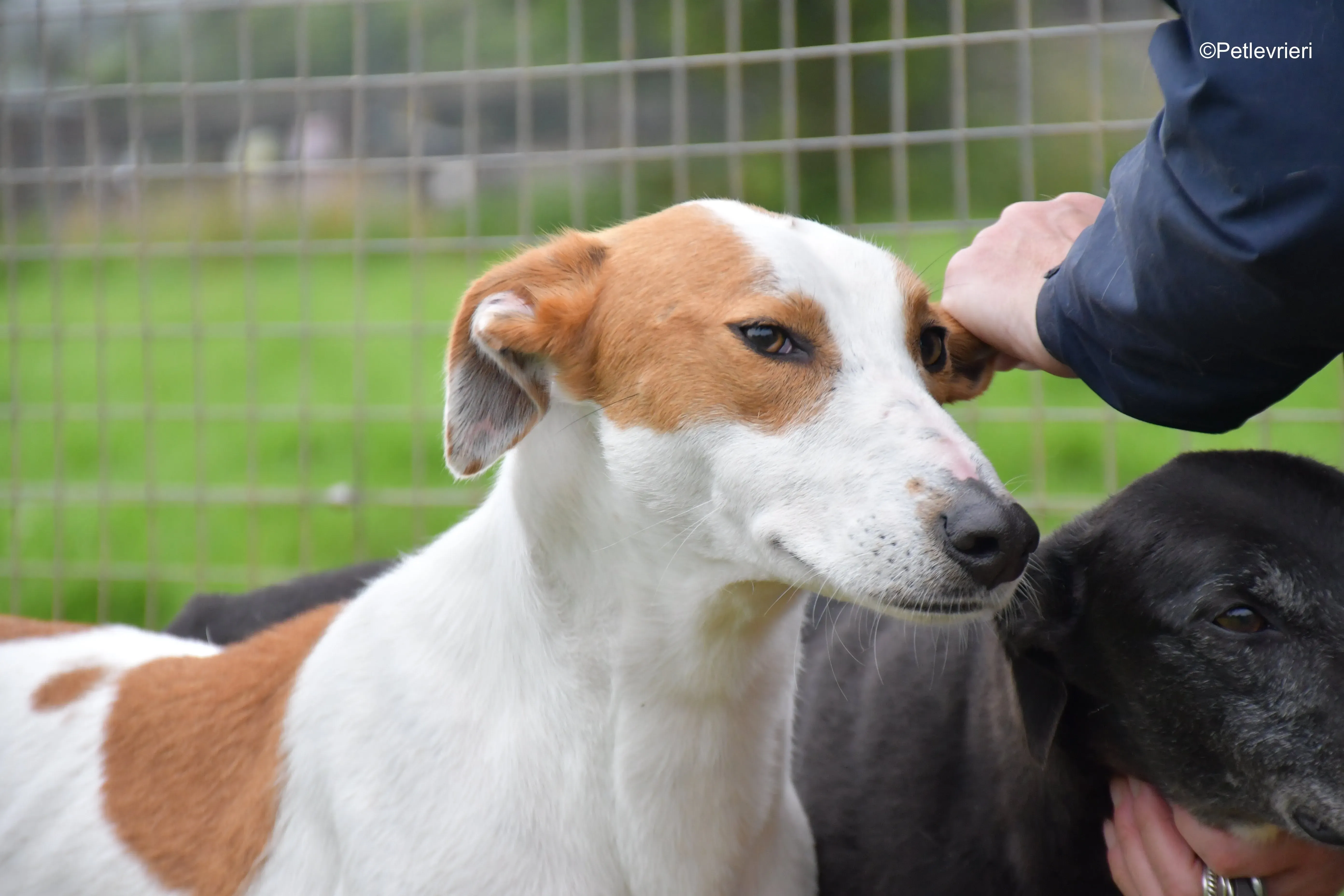 eric adozione levrieri greyhound 2