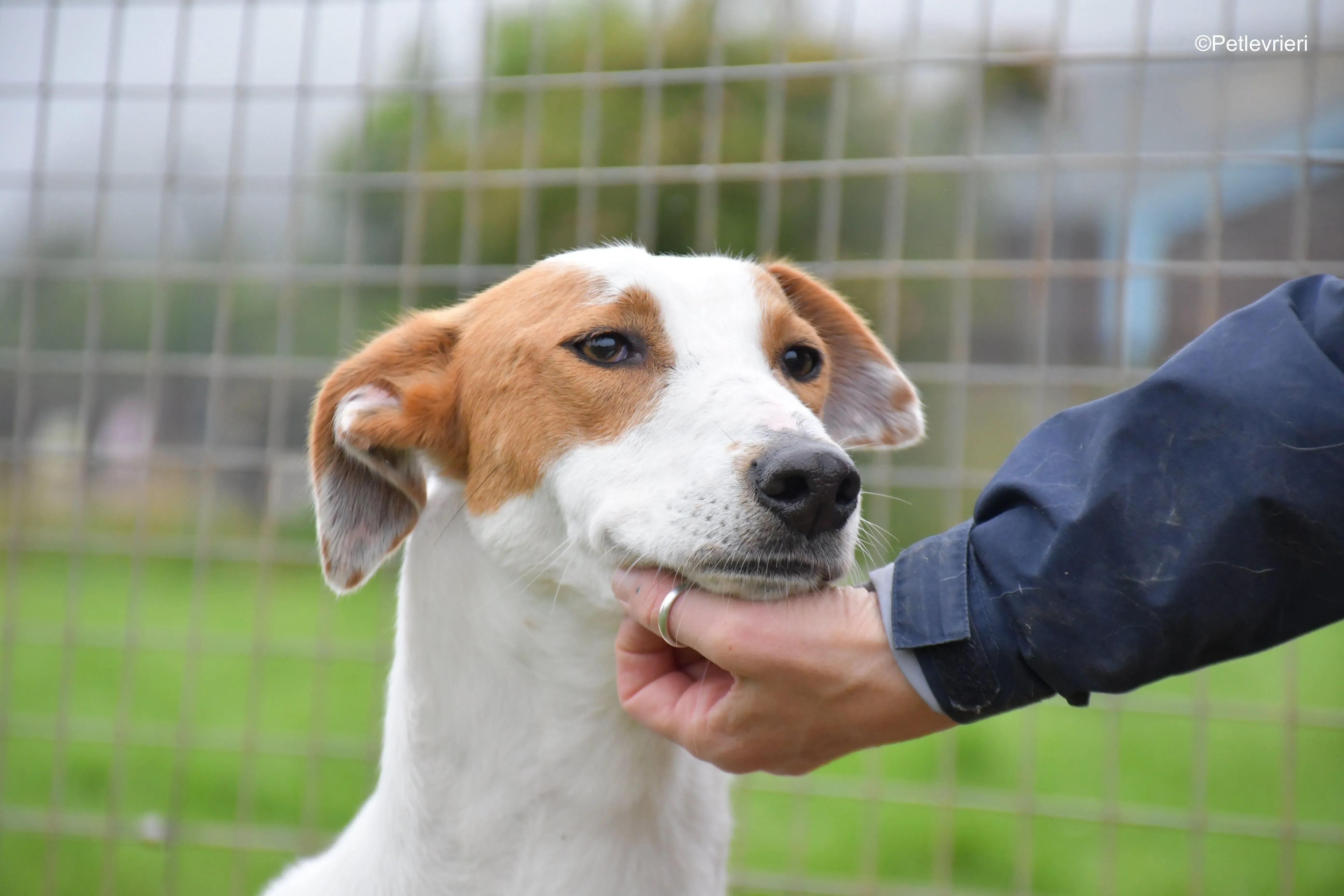 eric adozione levrieri greyhound 3