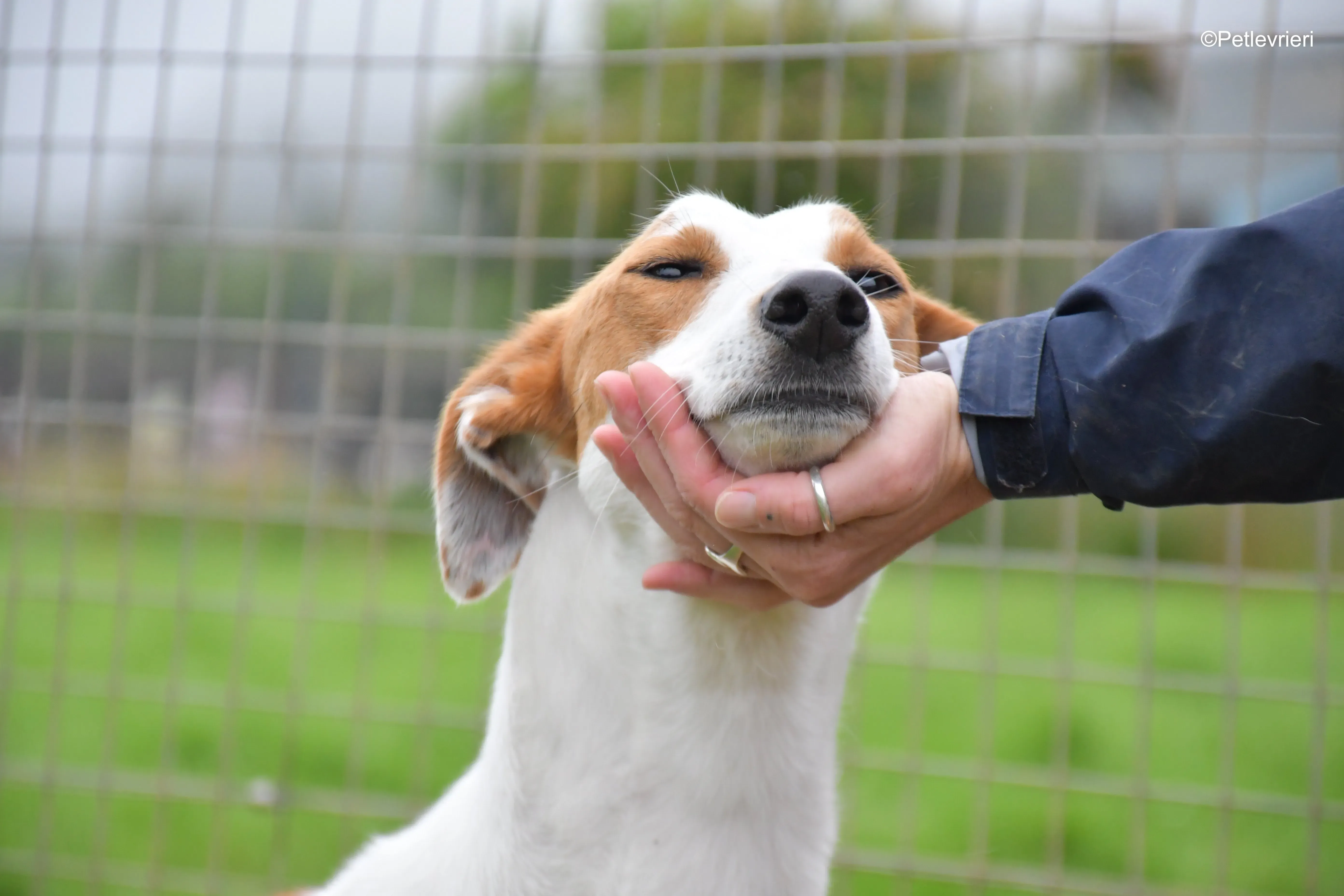 eric adozione levrieri greyhound 4