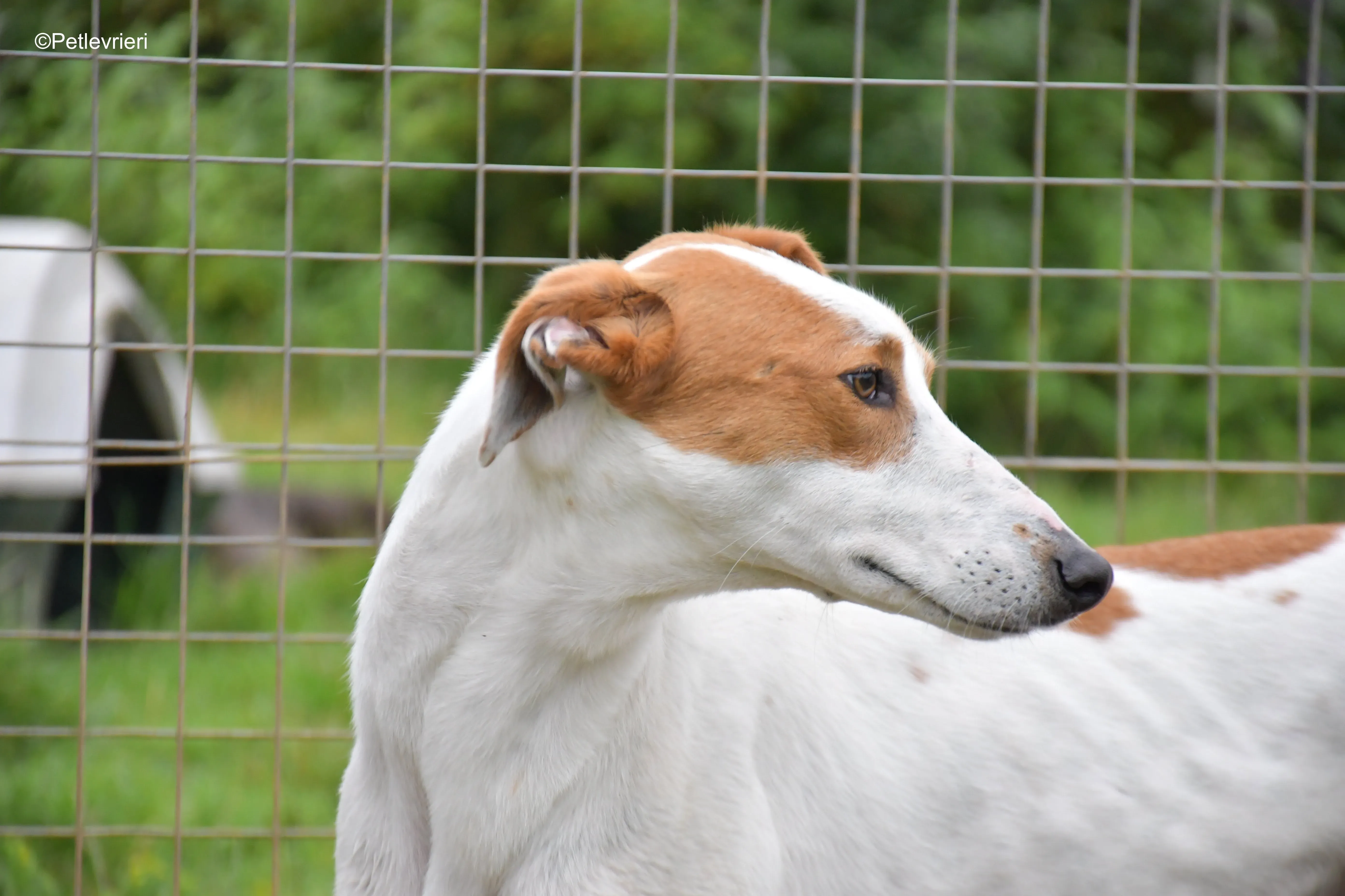 eric adozione levrieri greyhound 5