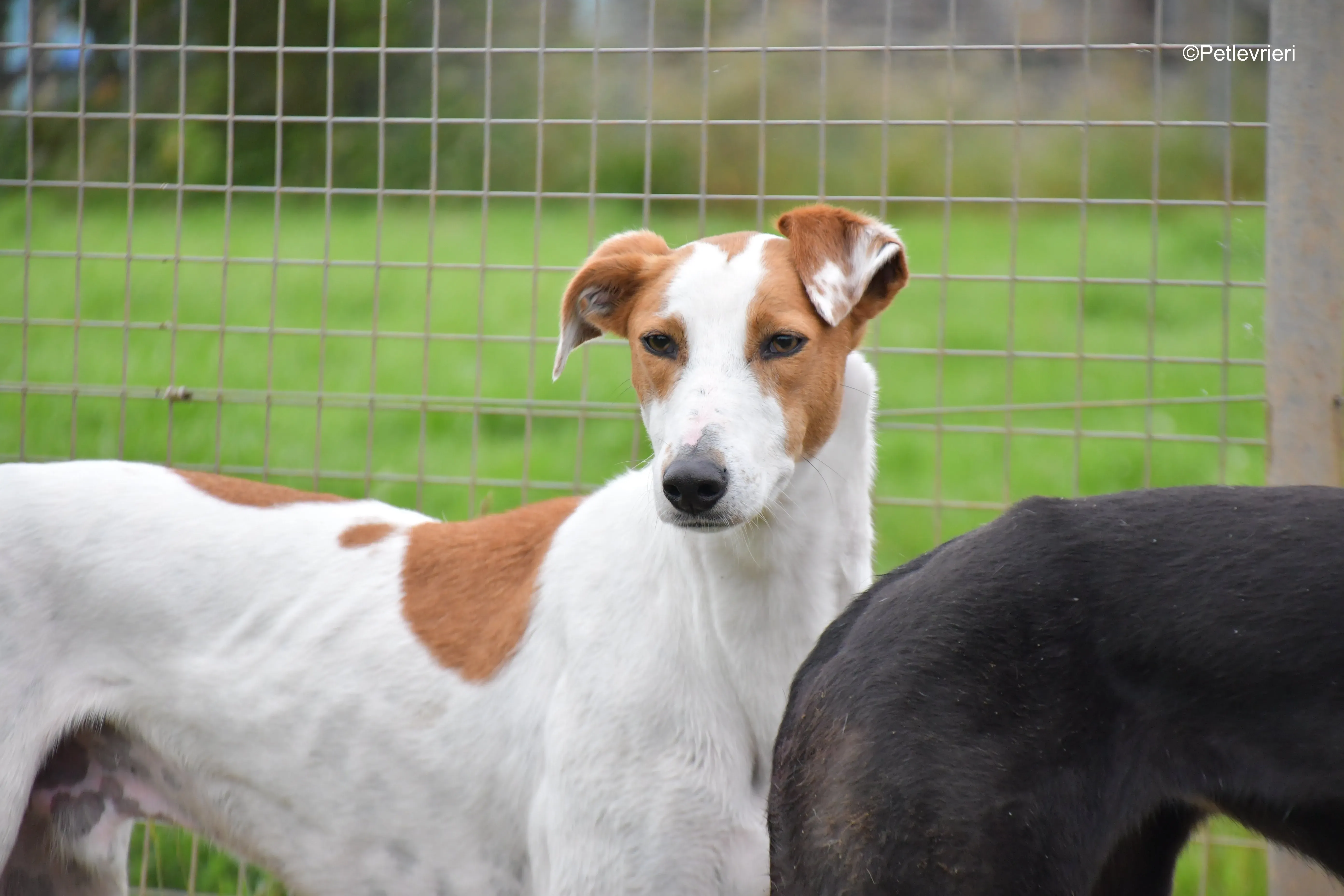 eric adozione levrieri greyhound 6