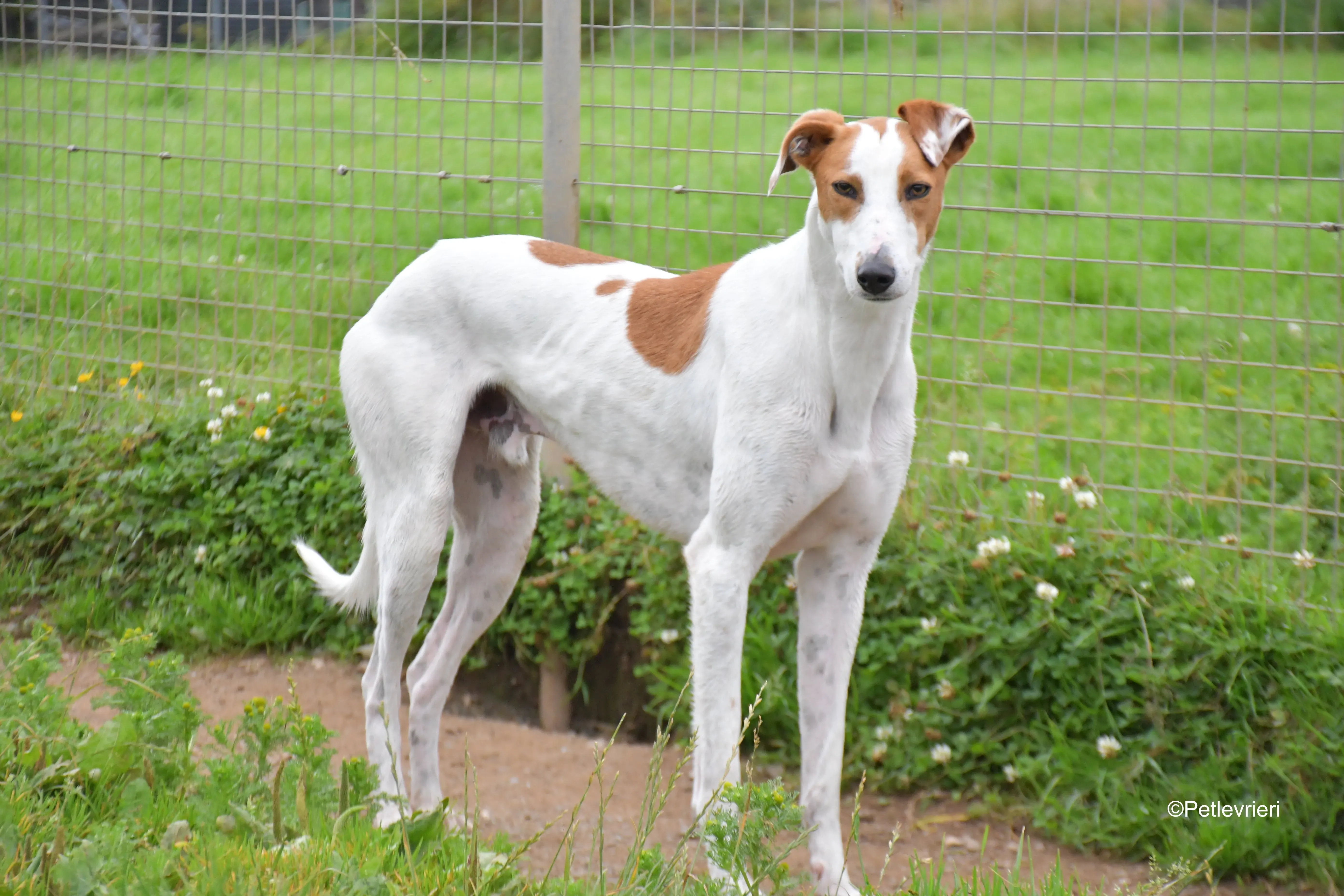 eric adozione levrieri greyhound 7