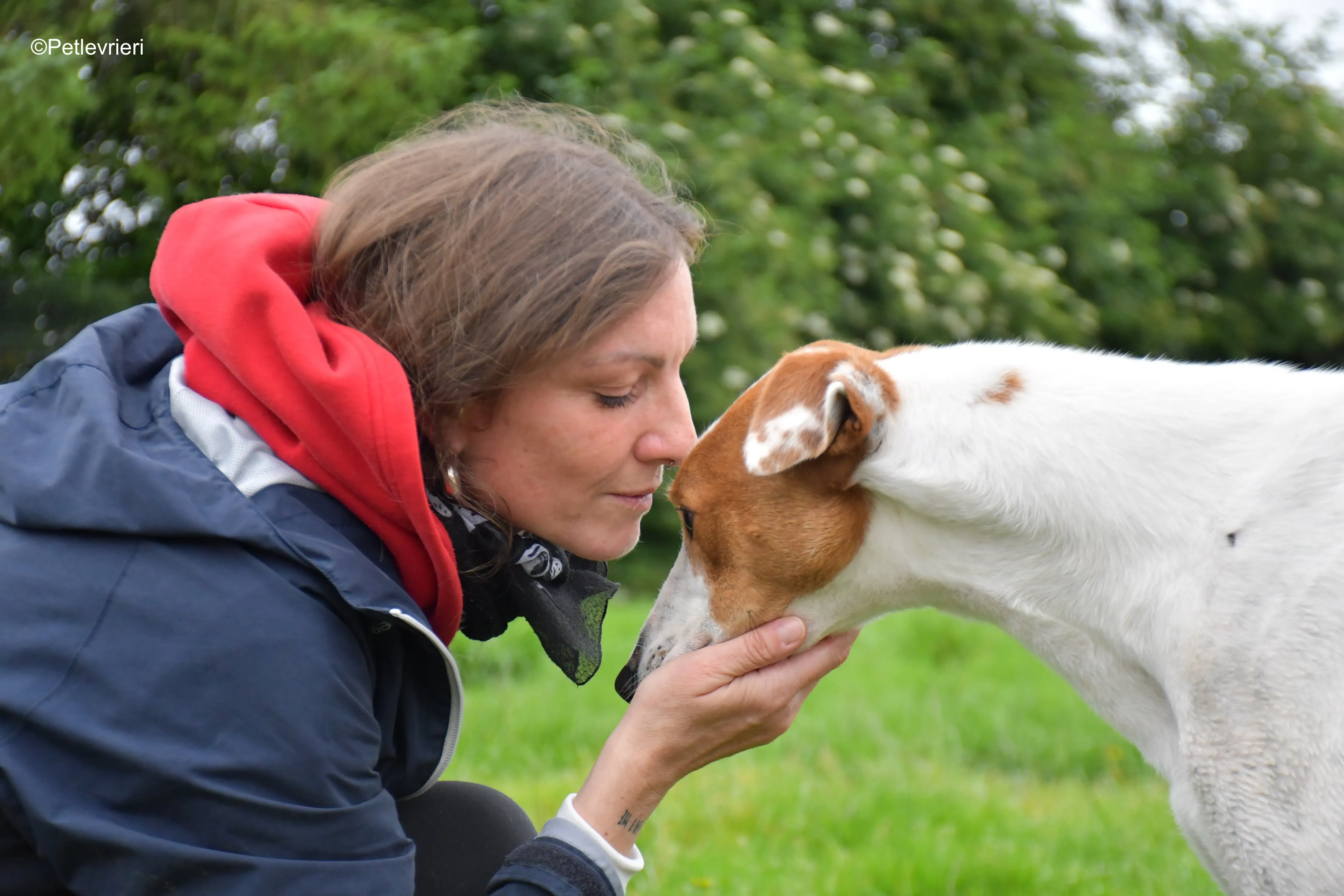 eric adozione levrieri greyhound 8