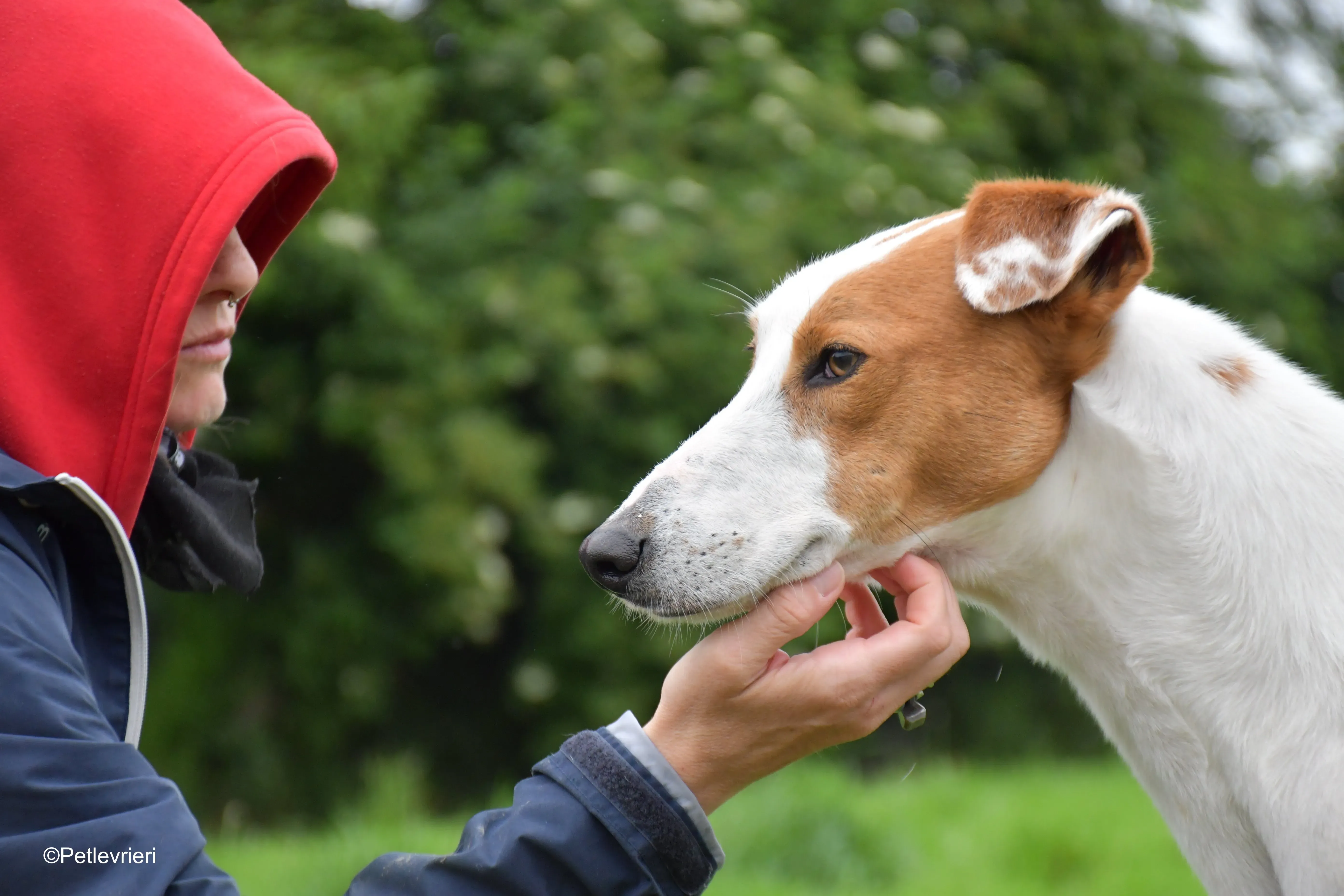 eric adozione levrieri greyhound 9