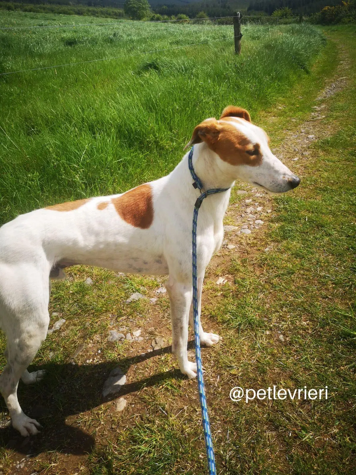 eric lurcher greyhound adozione petlevrieri 01