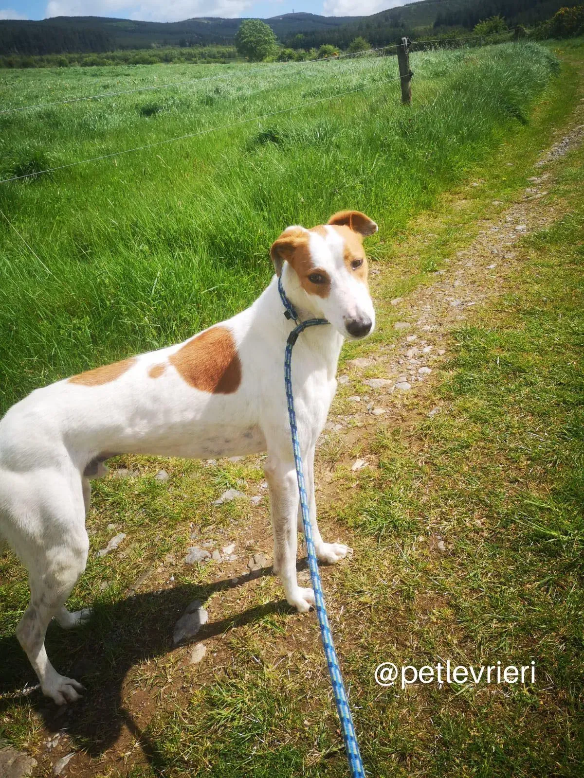 eric lurcher greyhound adozione petlevrieri 02