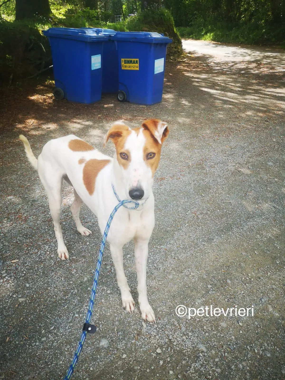 eric lurcher greyhound adozione petlevrieri 03