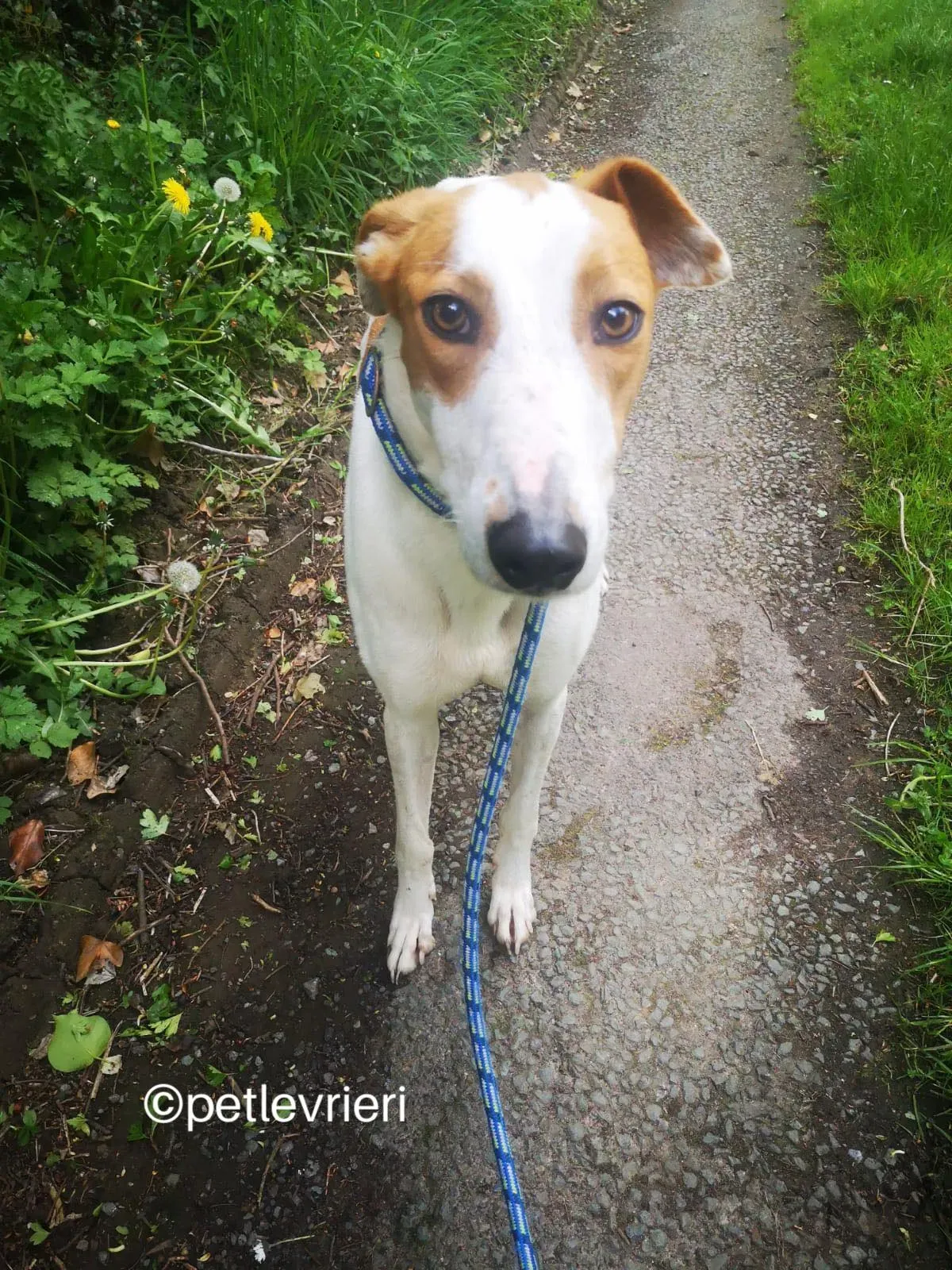 eric lurcher greyhound adozione petlevrieri 05