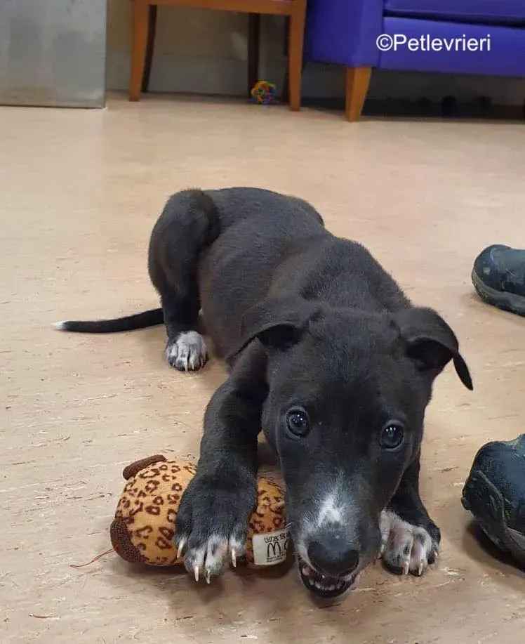 erik adozione levrieri greyhound 1 1