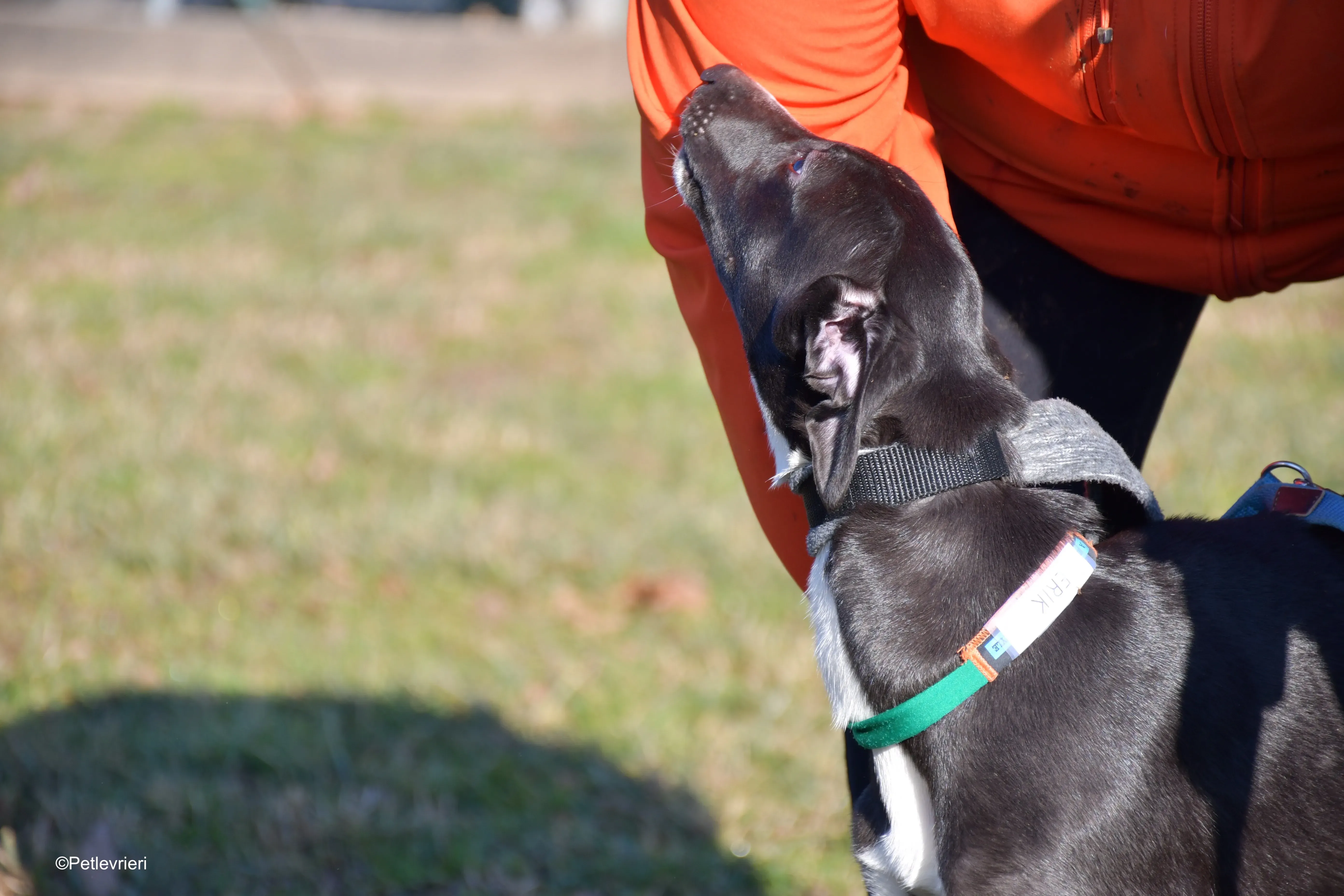 erik adozione levrieri greyhound 1