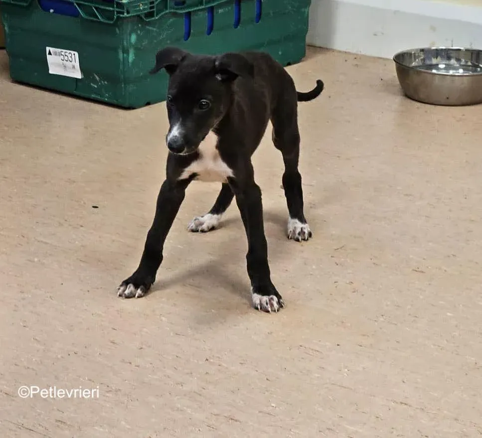 erik adozione levrieri greyhound 10 1