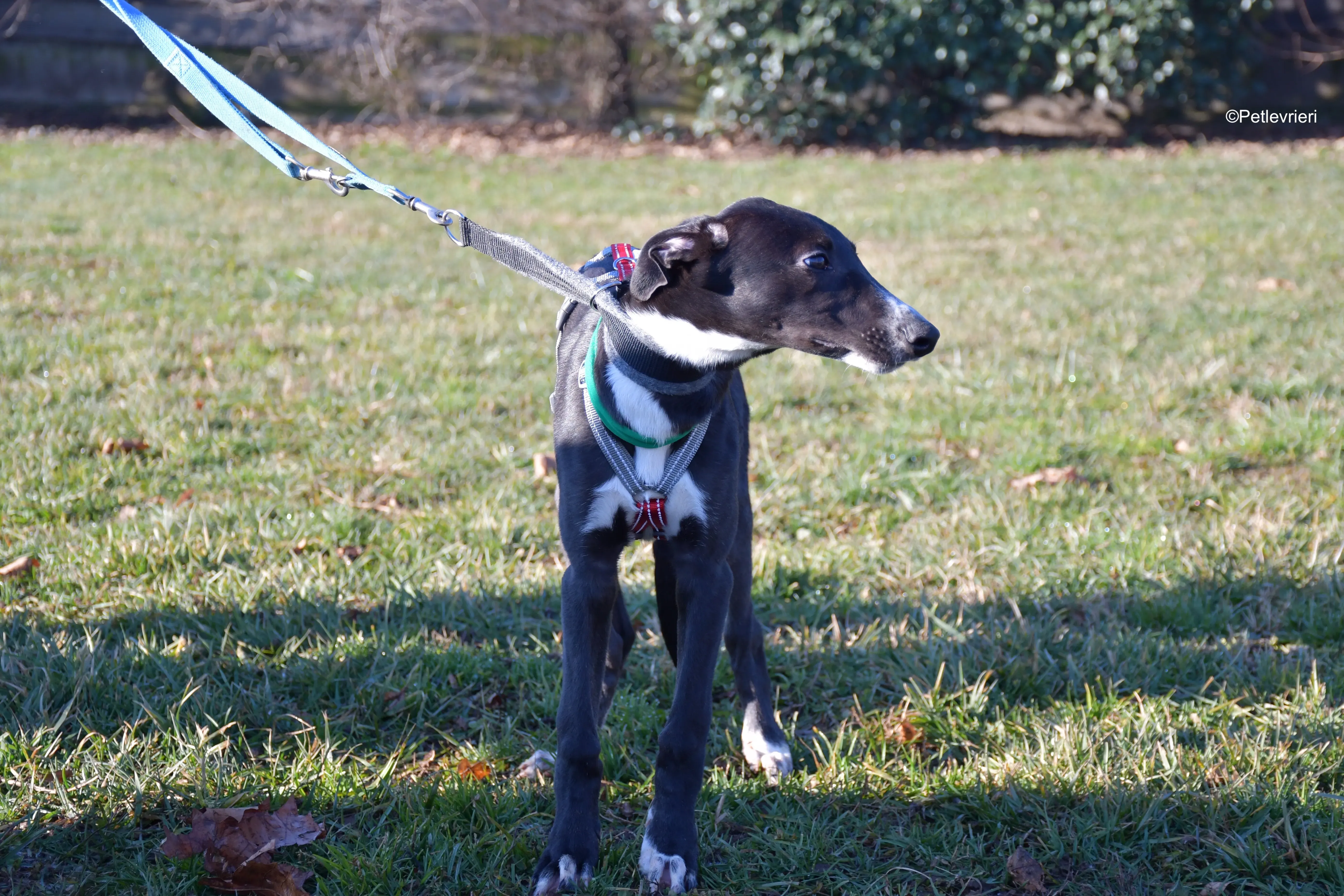 erik adozione levrieri greyhound 10