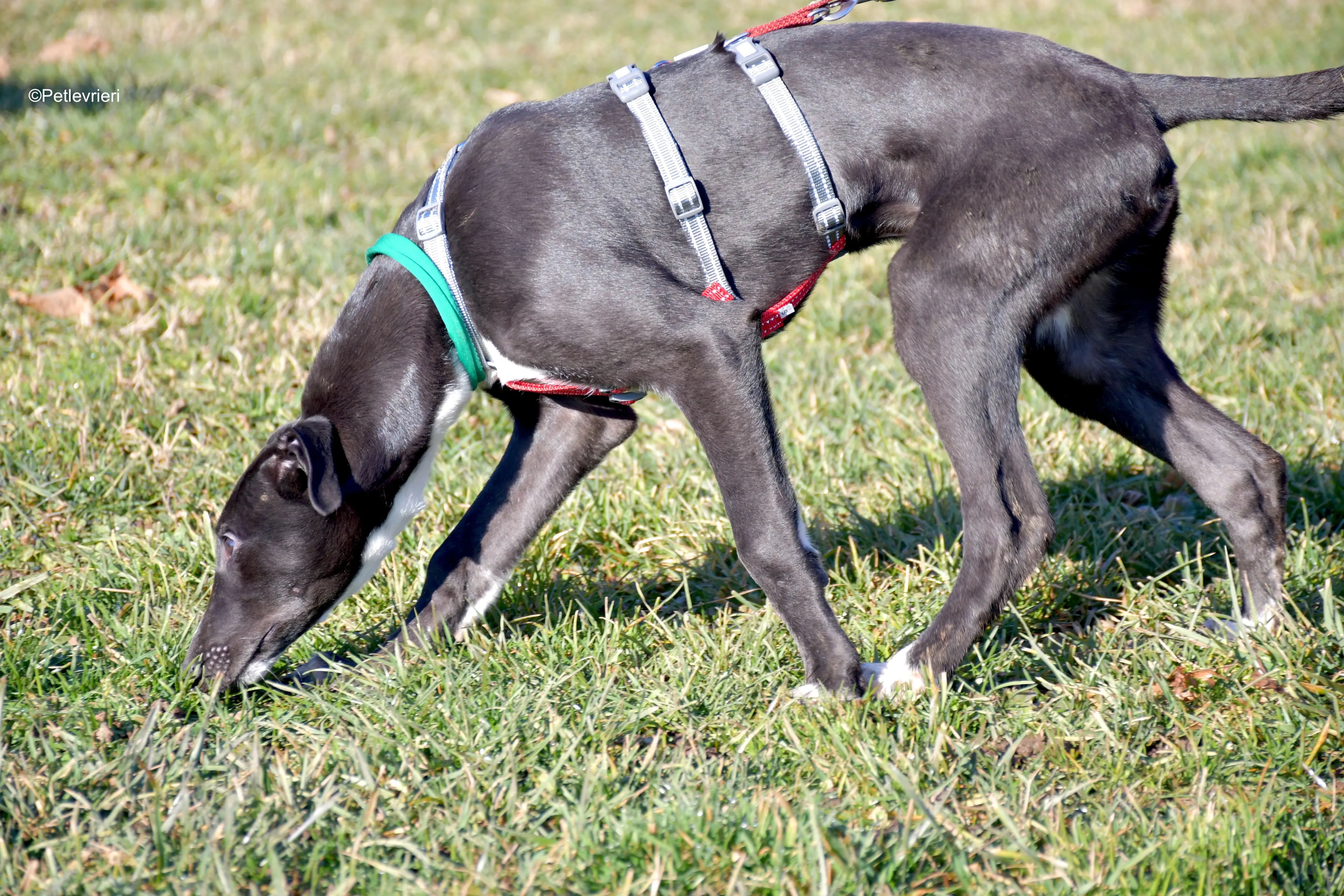 erik adozione levrieri greyhound 11
