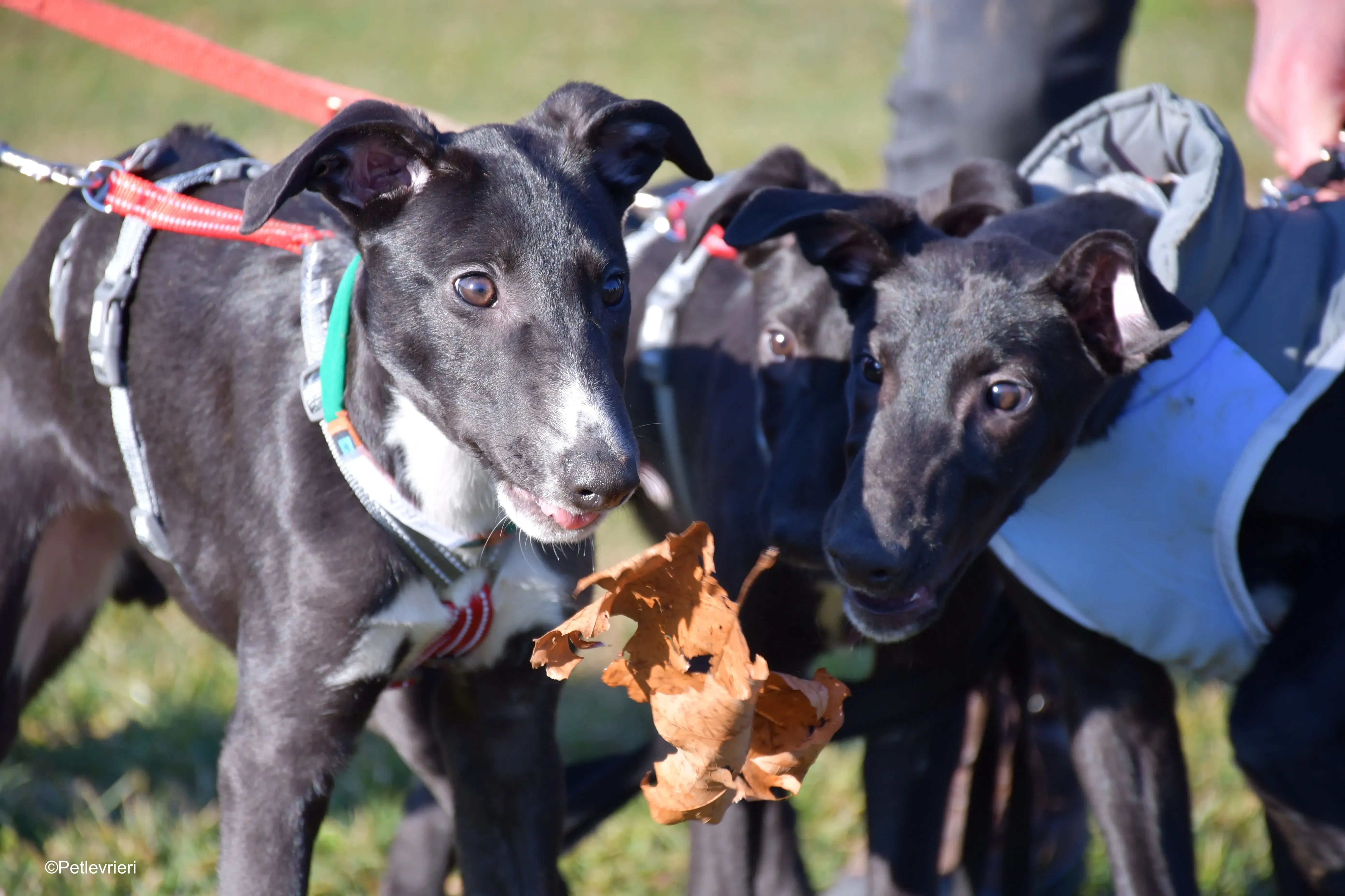 erik adozione levrieri greyhound 12 1