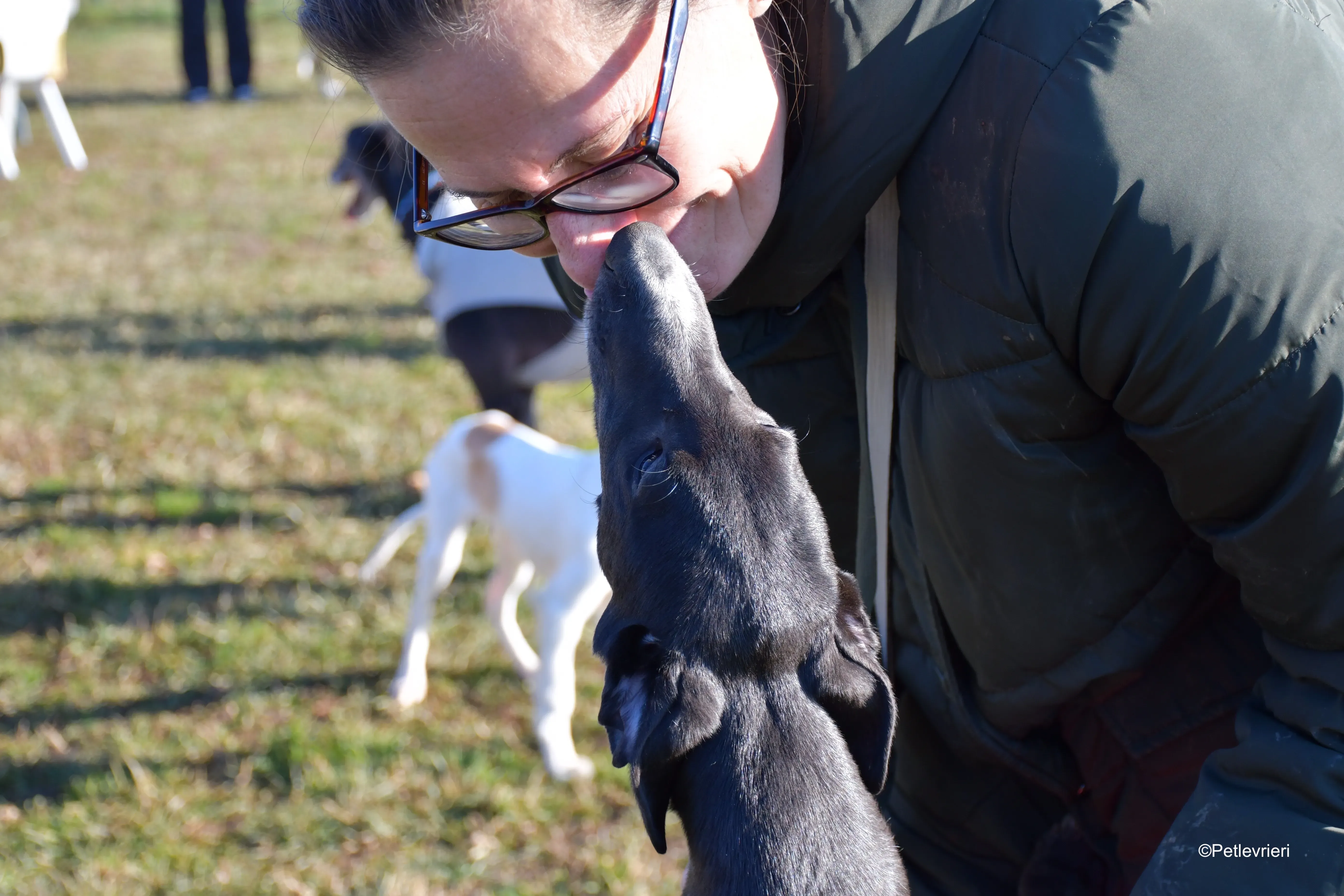 erik adozione levrieri greyhound 13
