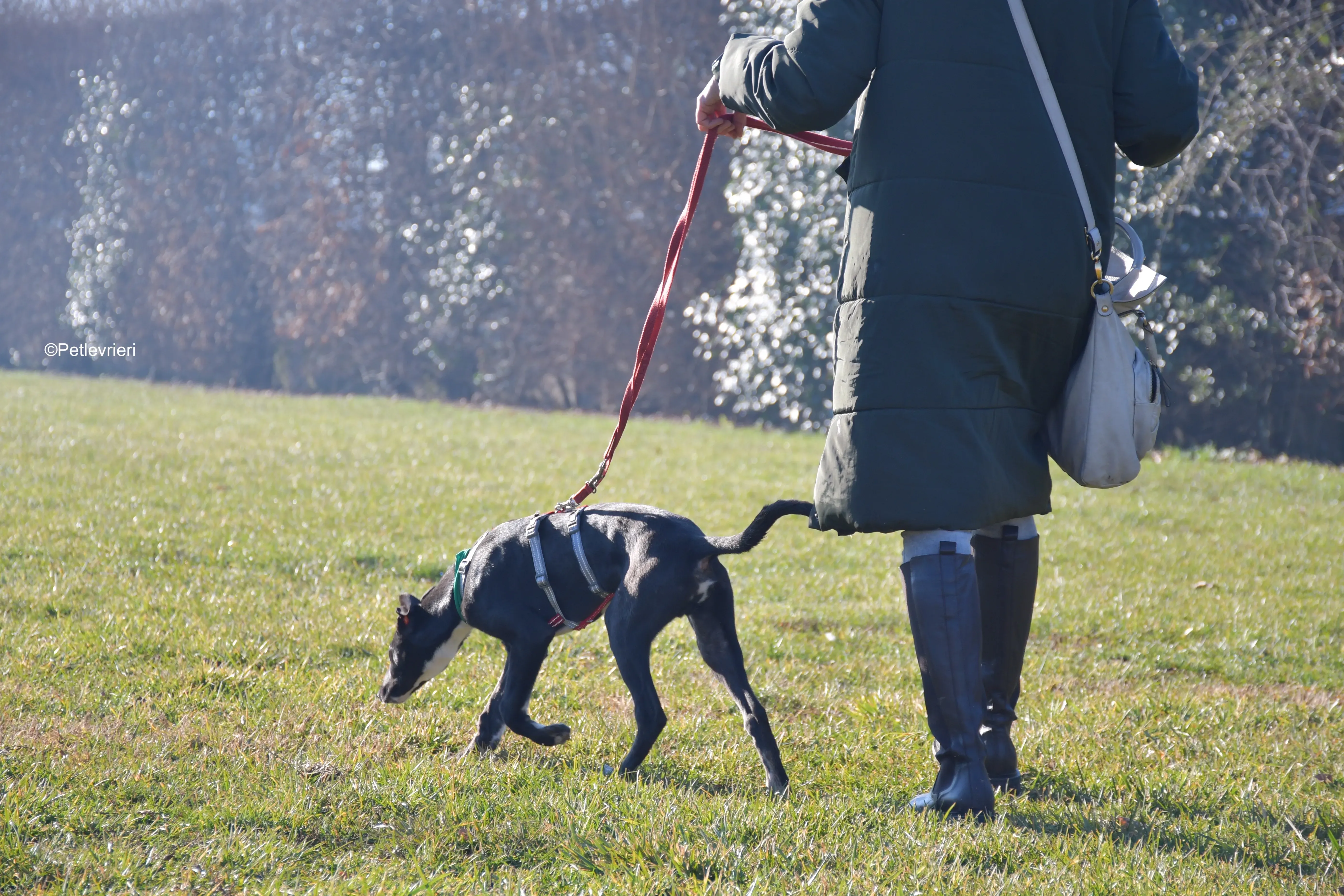 erik adozione levrieri greyhound 14