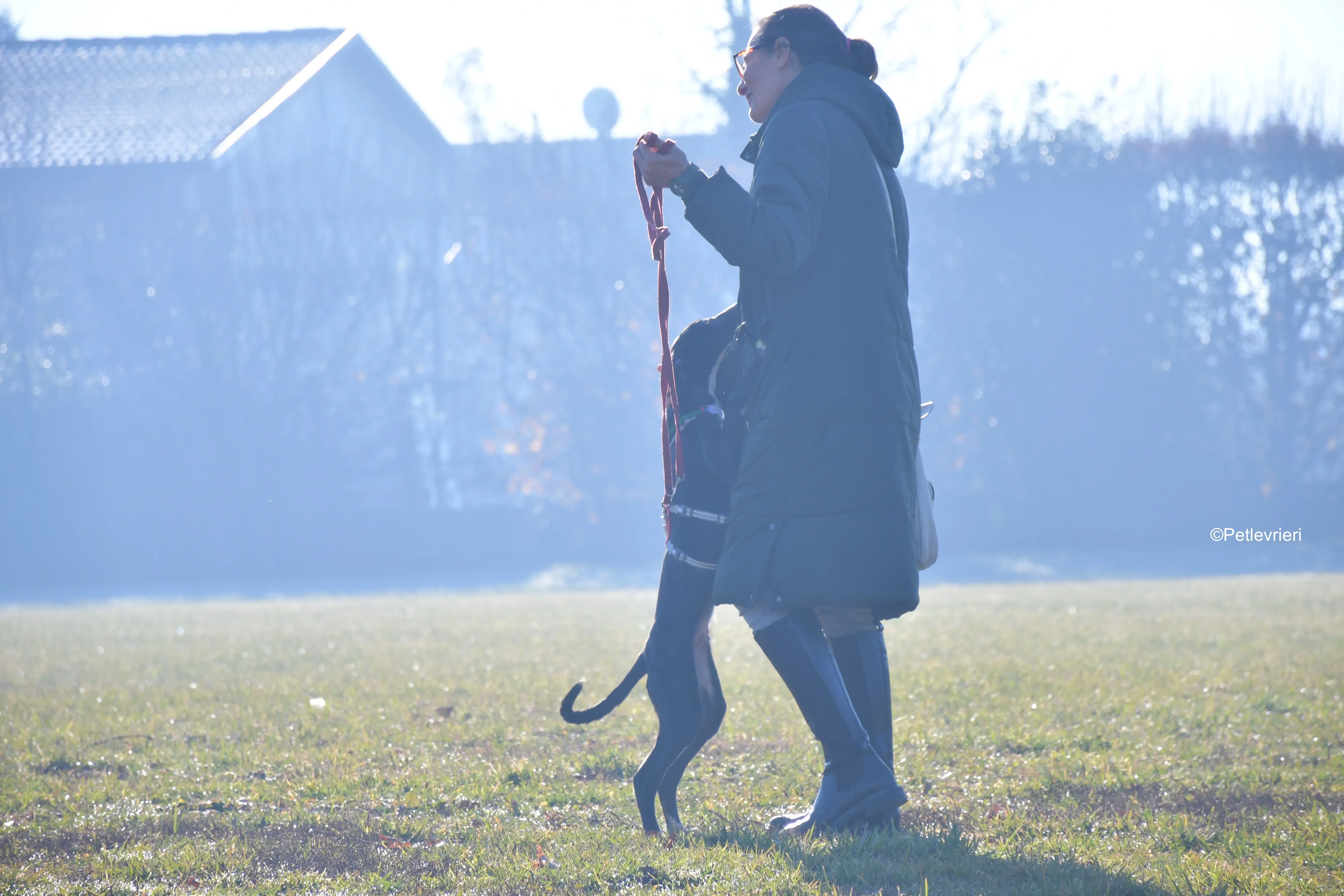 erik adozione levrieri greyhound 18
