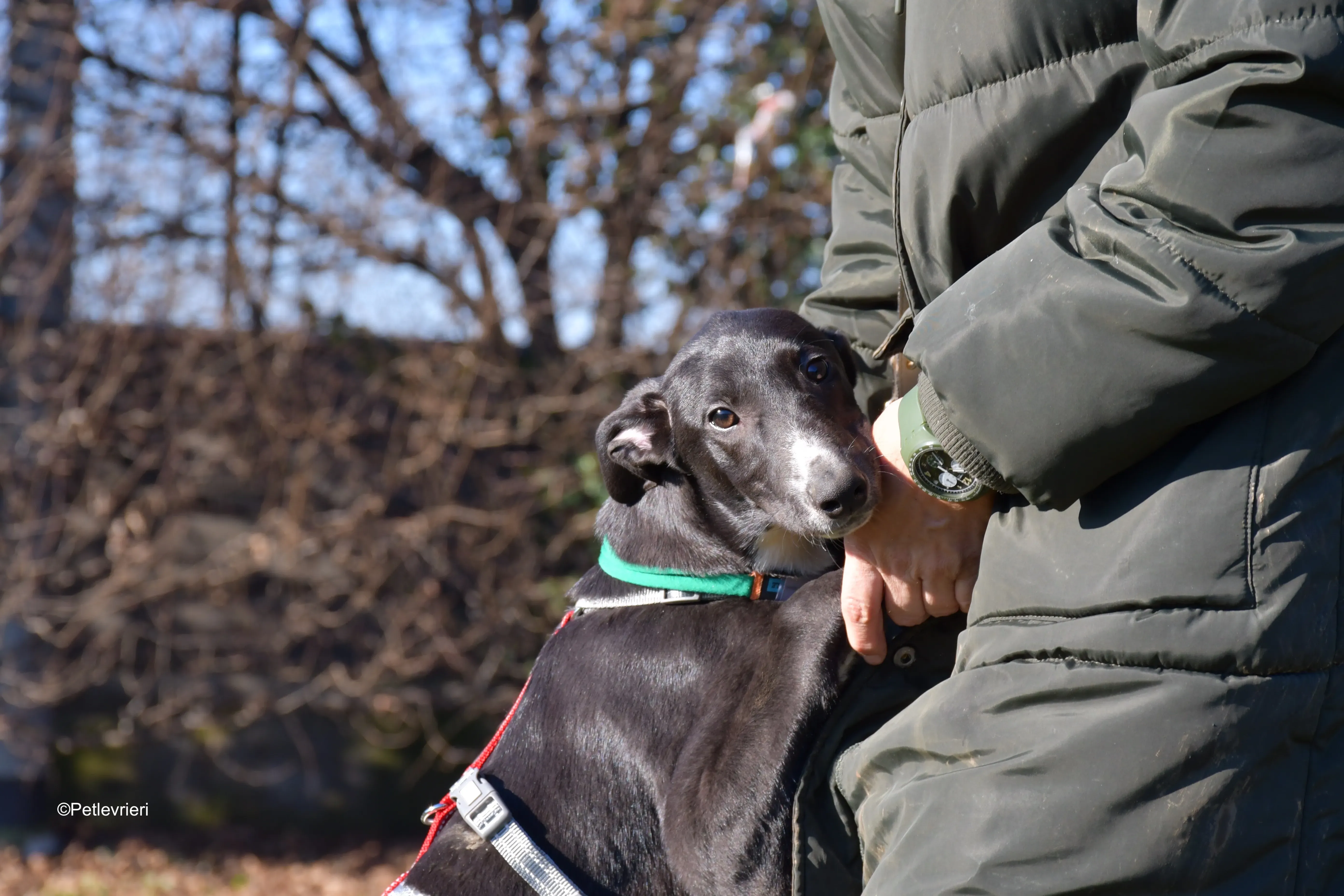 erik adozione levrieri greyhound 19