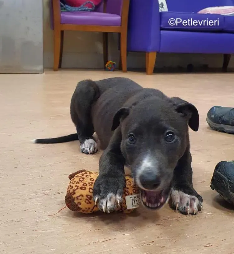 erik adozione levrieri greyhound 2 1