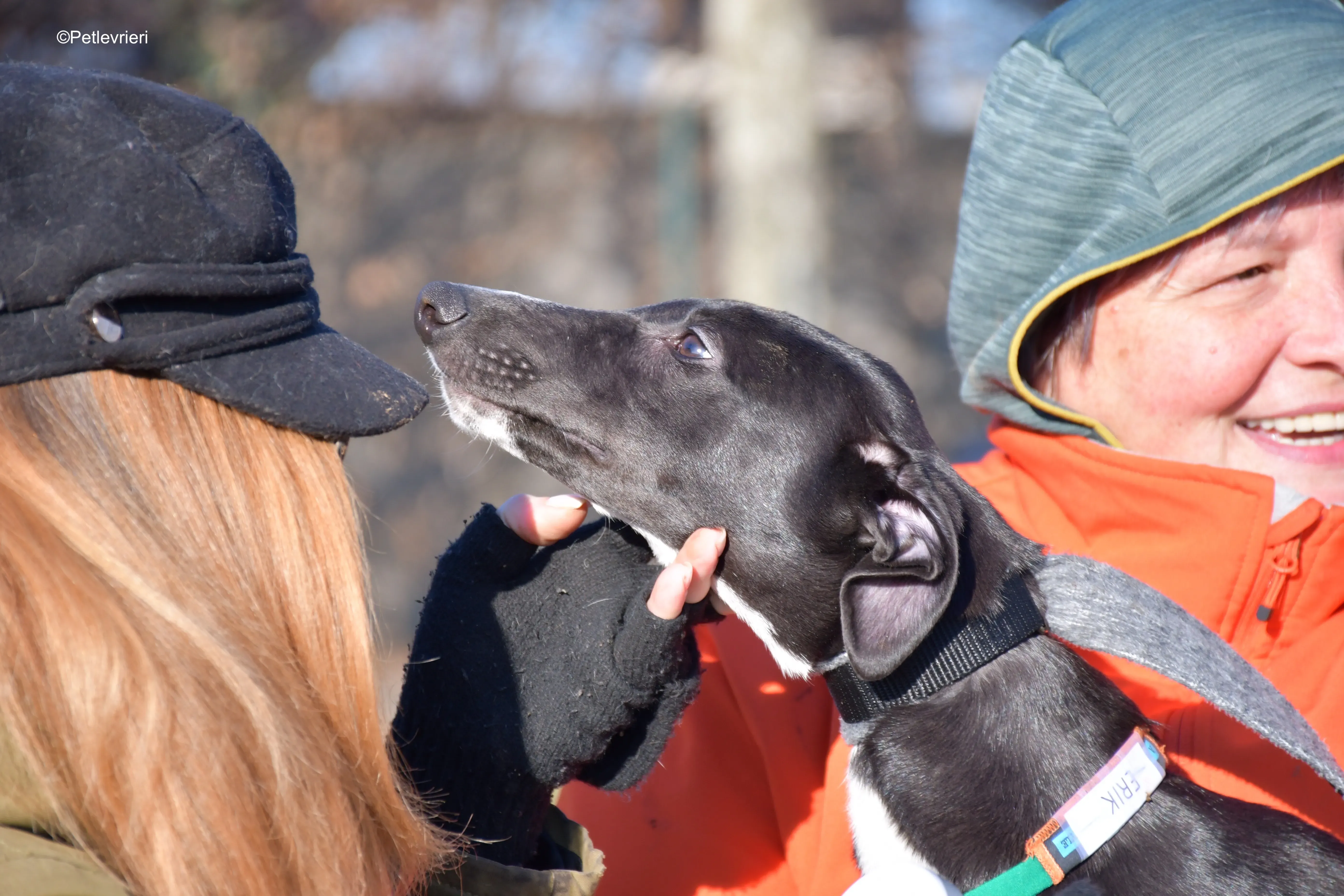 erik adozione levrieri greyhound 2