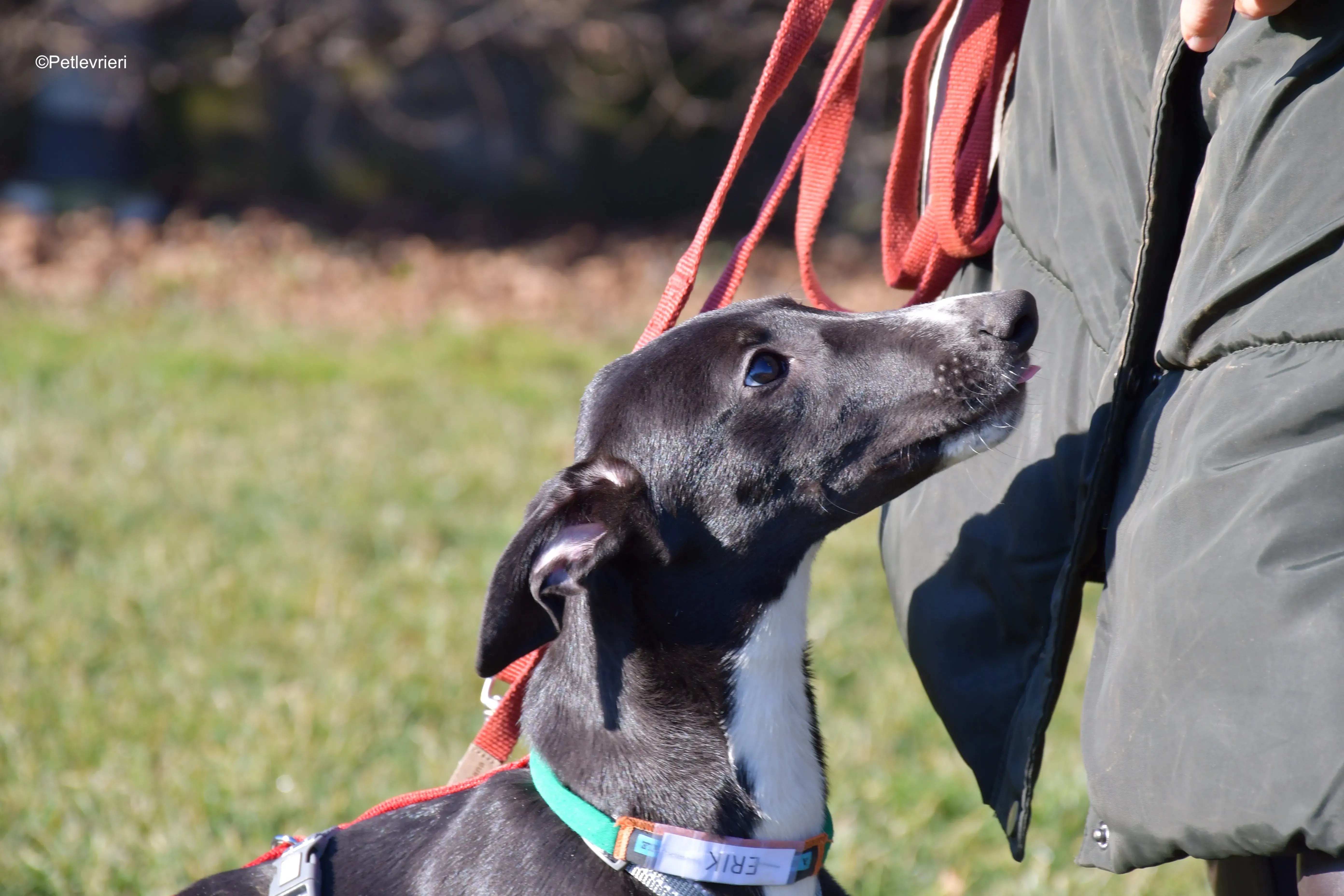 erik adozione levrieri greyhound 20