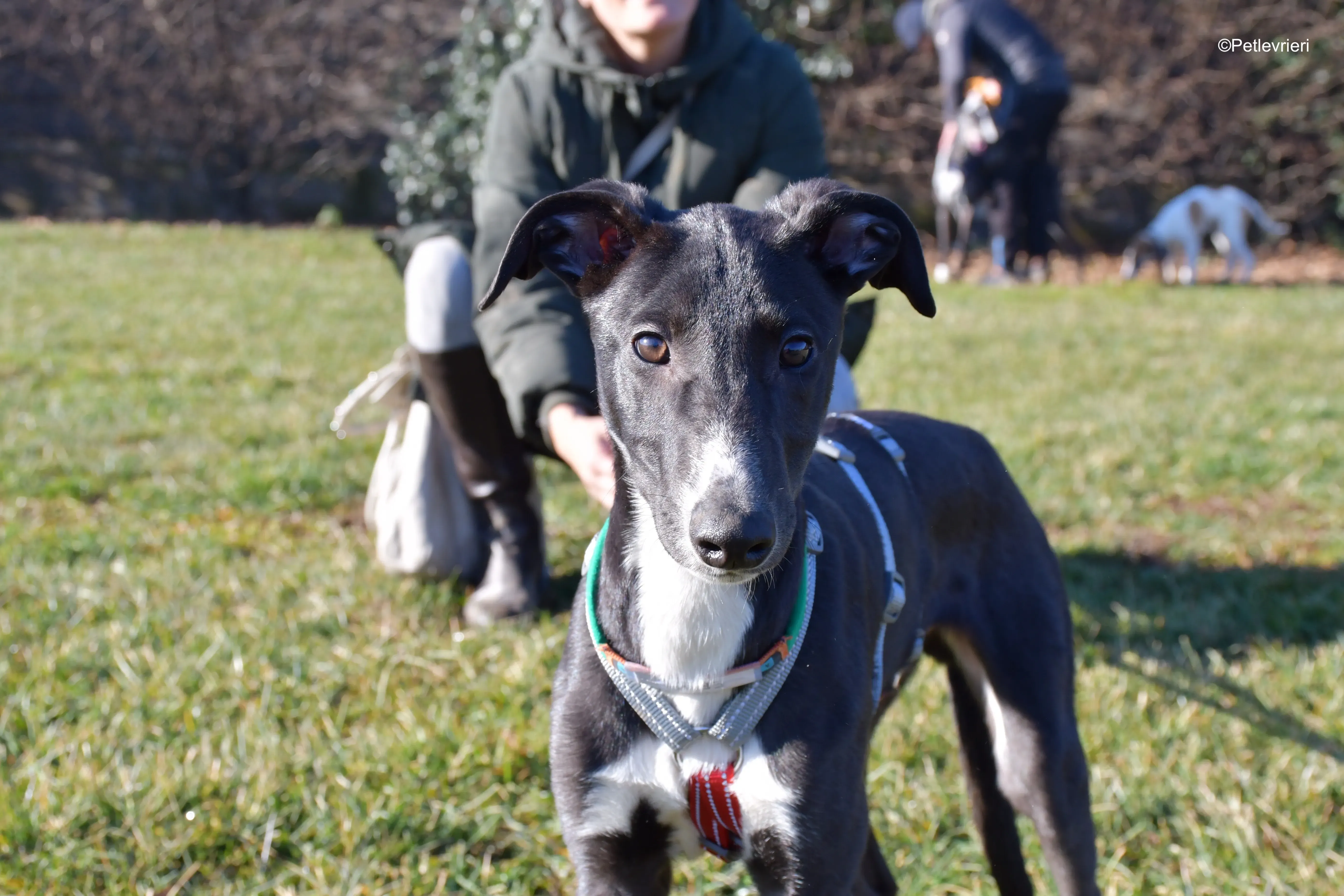 erik adozione levrieri greyhound 21