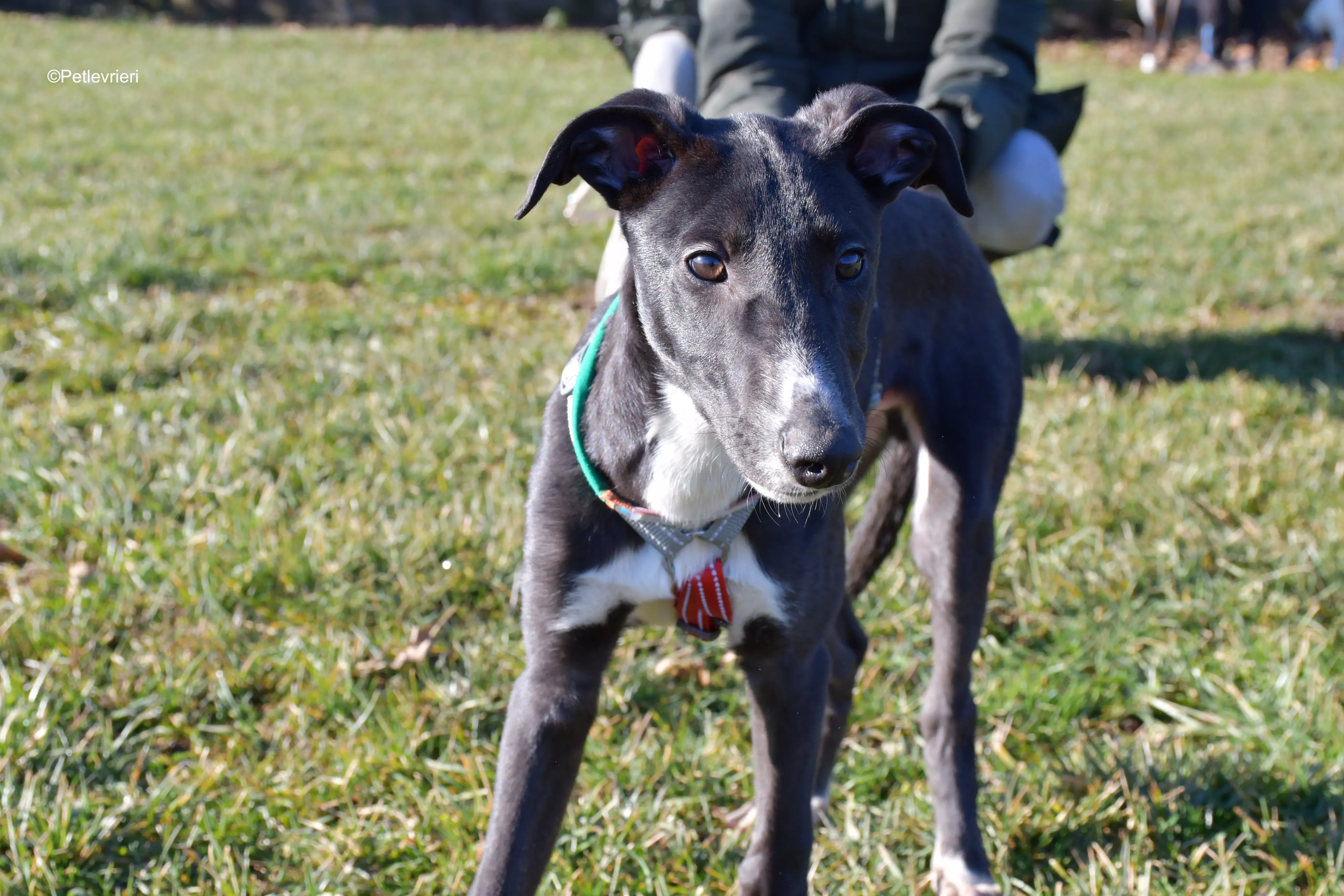 erik adozione levrieri greyhound 22