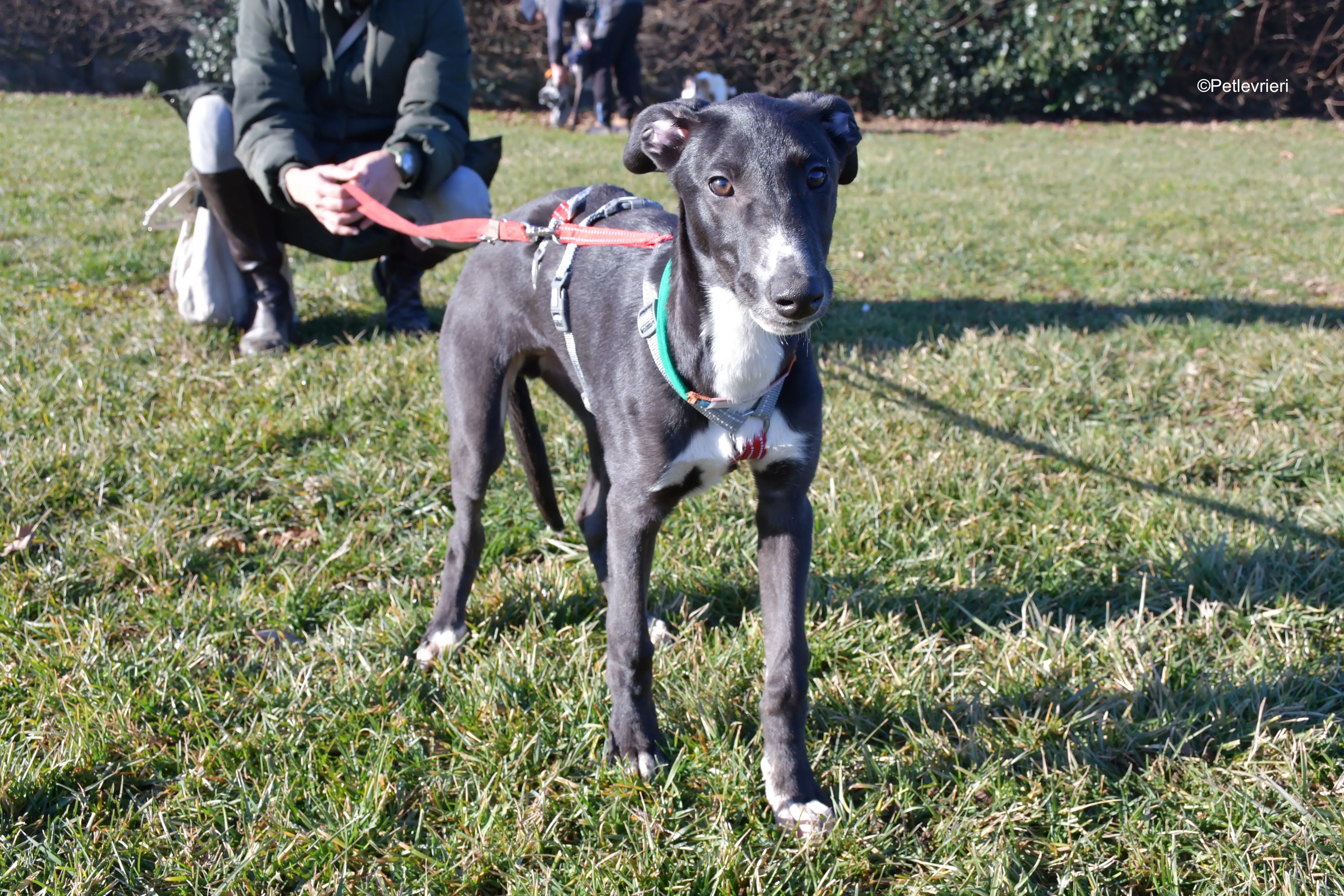 erik adozione levrieri greyhound 23