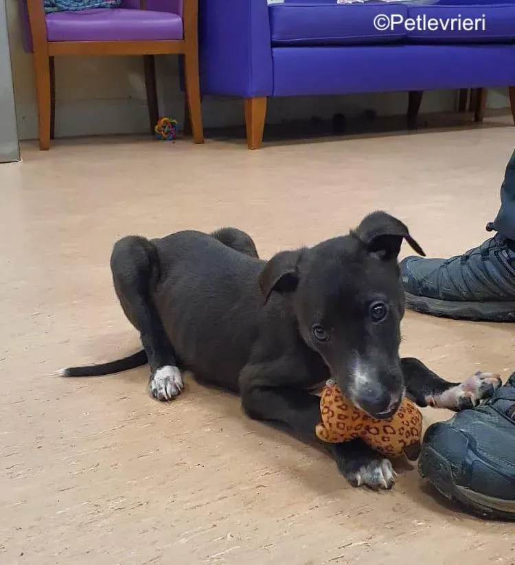 erik adozione levrieri greyhound 3 1