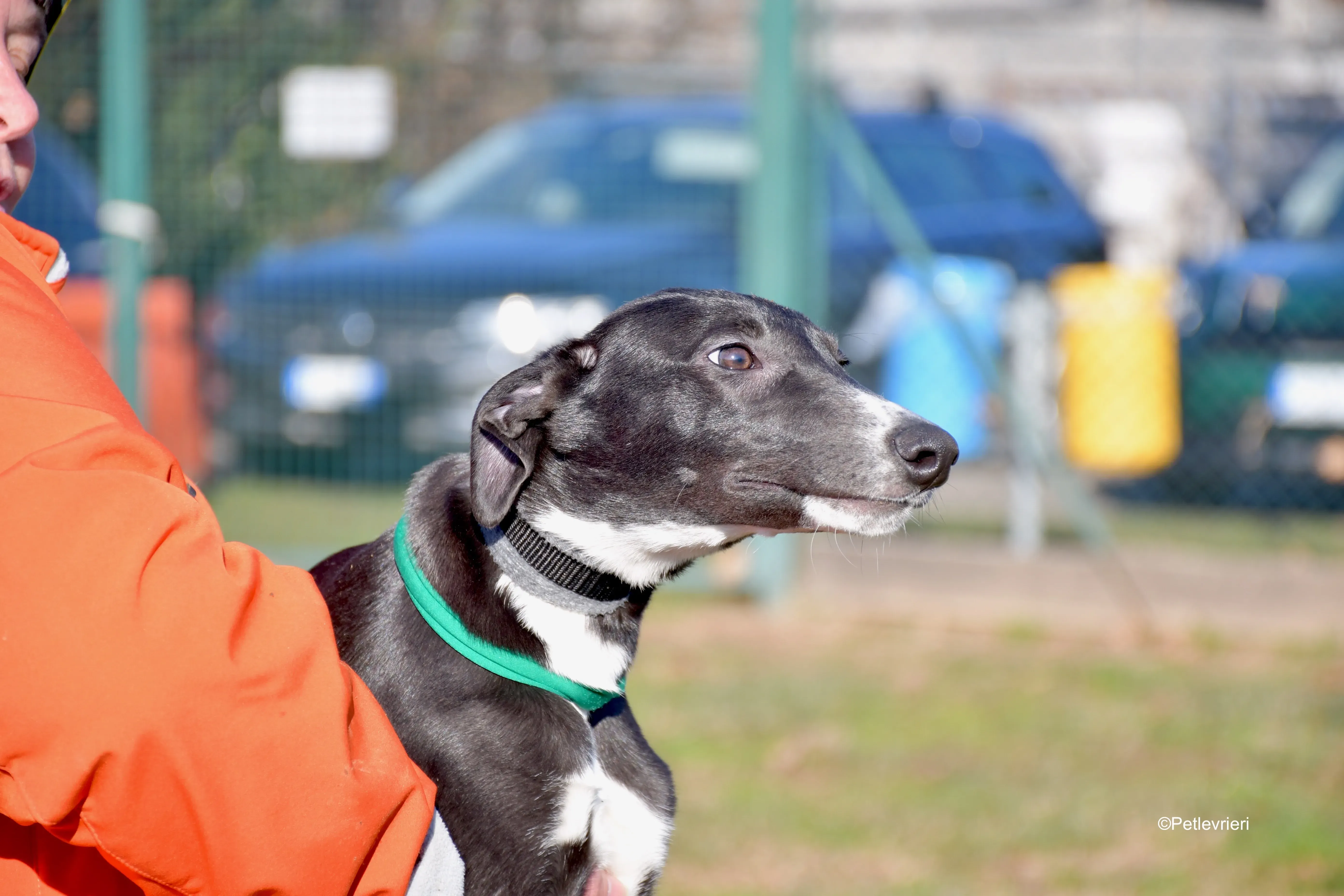 erik adozione levrieri greyhound 3