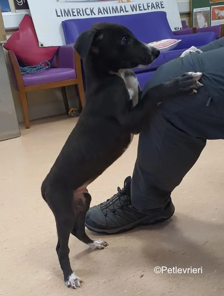 erik adozione levrieri greyhound 4 1