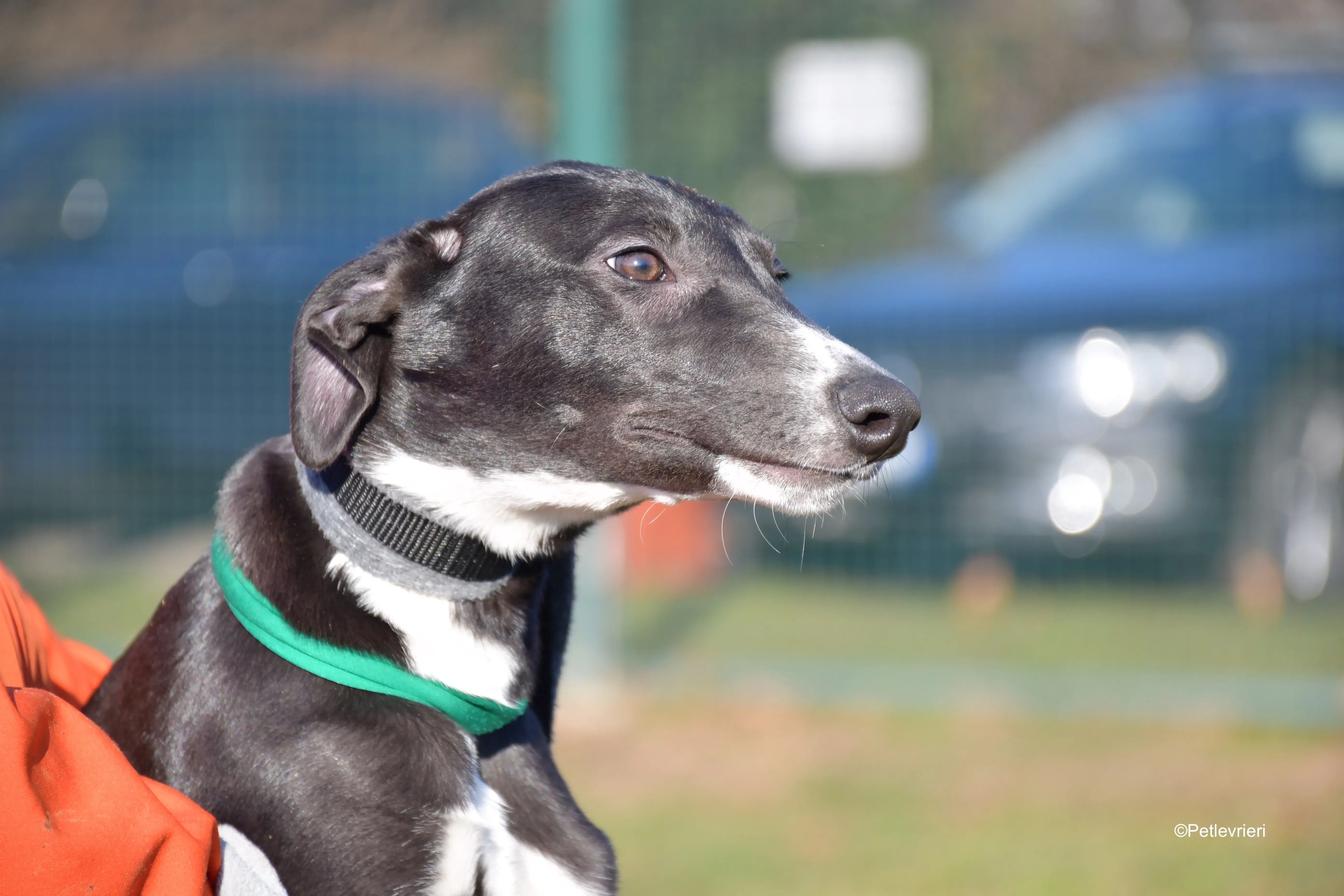 erik adozione levrieri greyhound 4