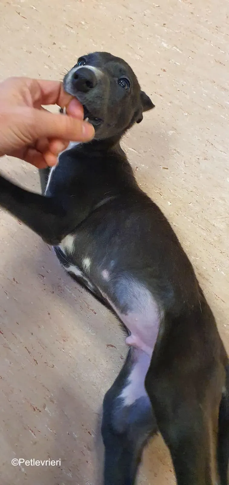 erik adozione levrieri greyhound 5 1