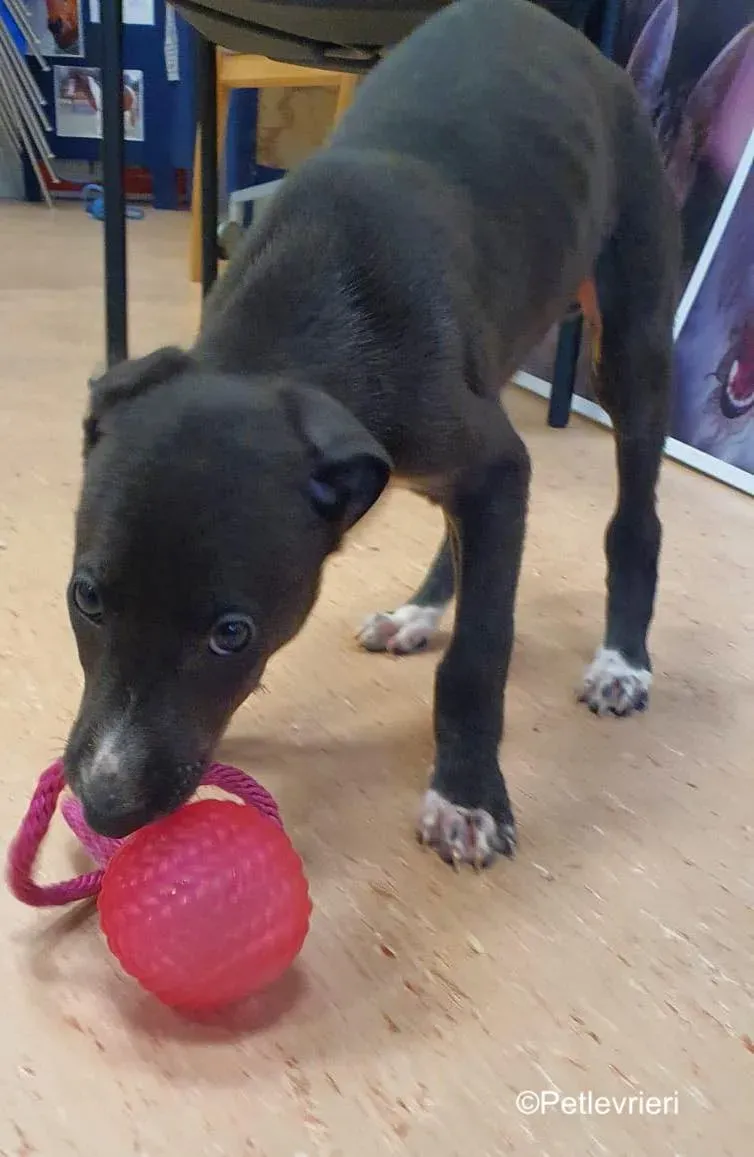 erik adozione levrieri greyhound 6 1