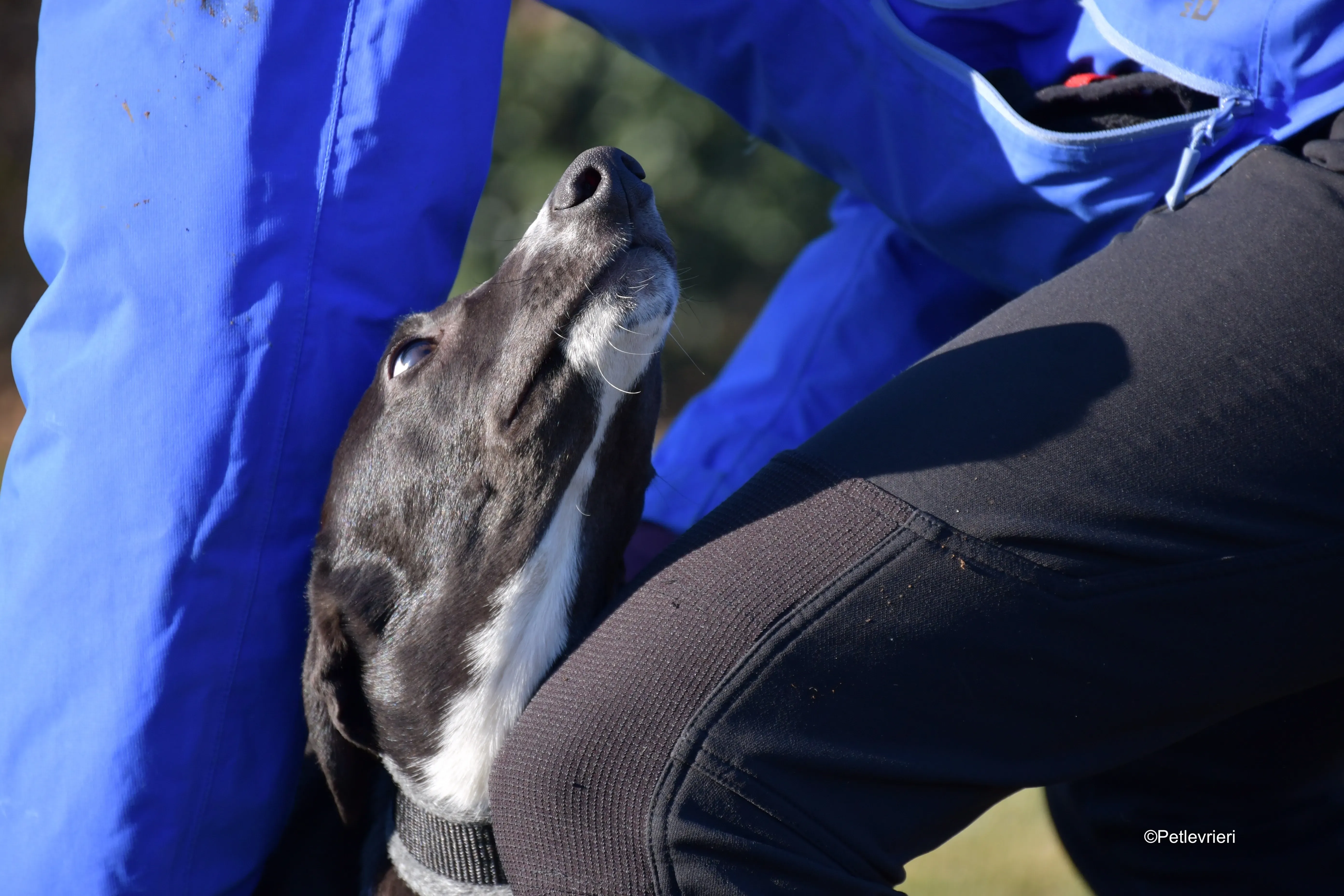 erik adozione levrieri greyhound 6