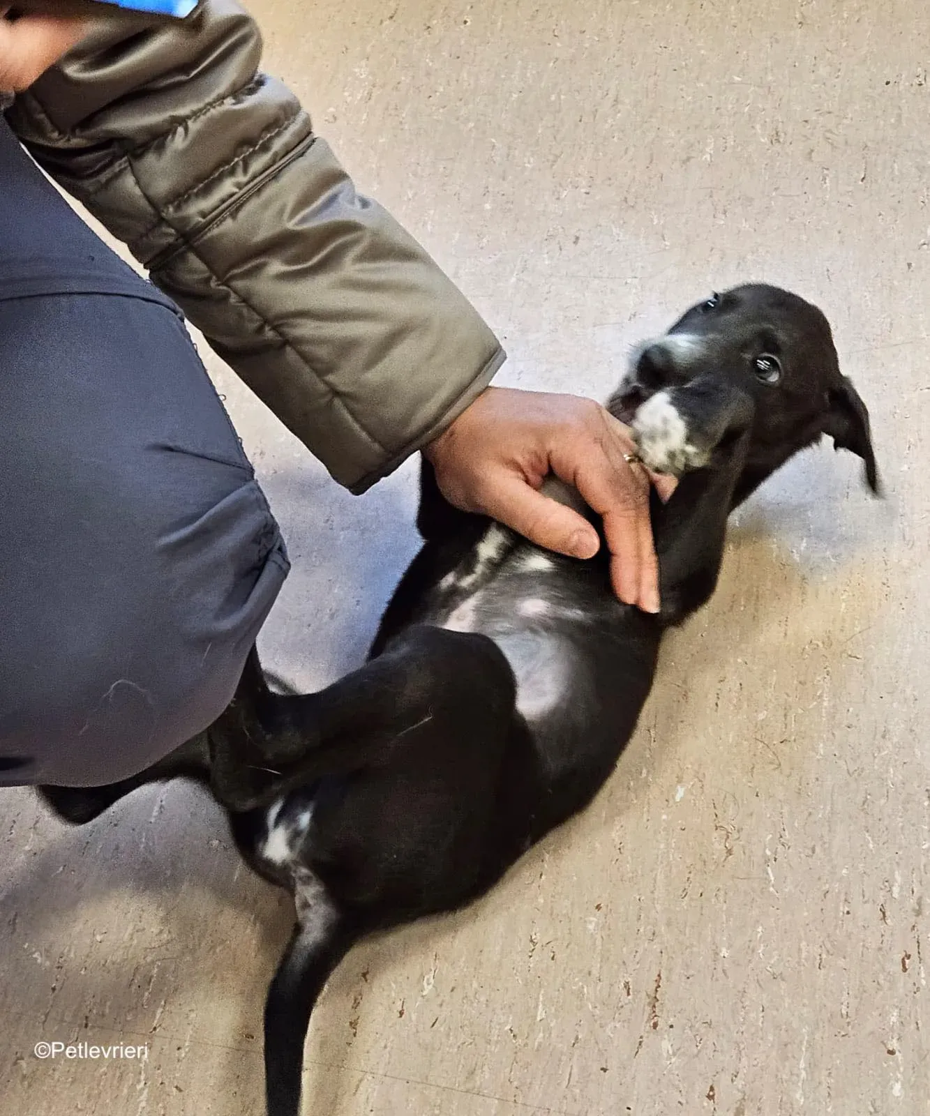 erik adozione levrieri greyhound 7 1