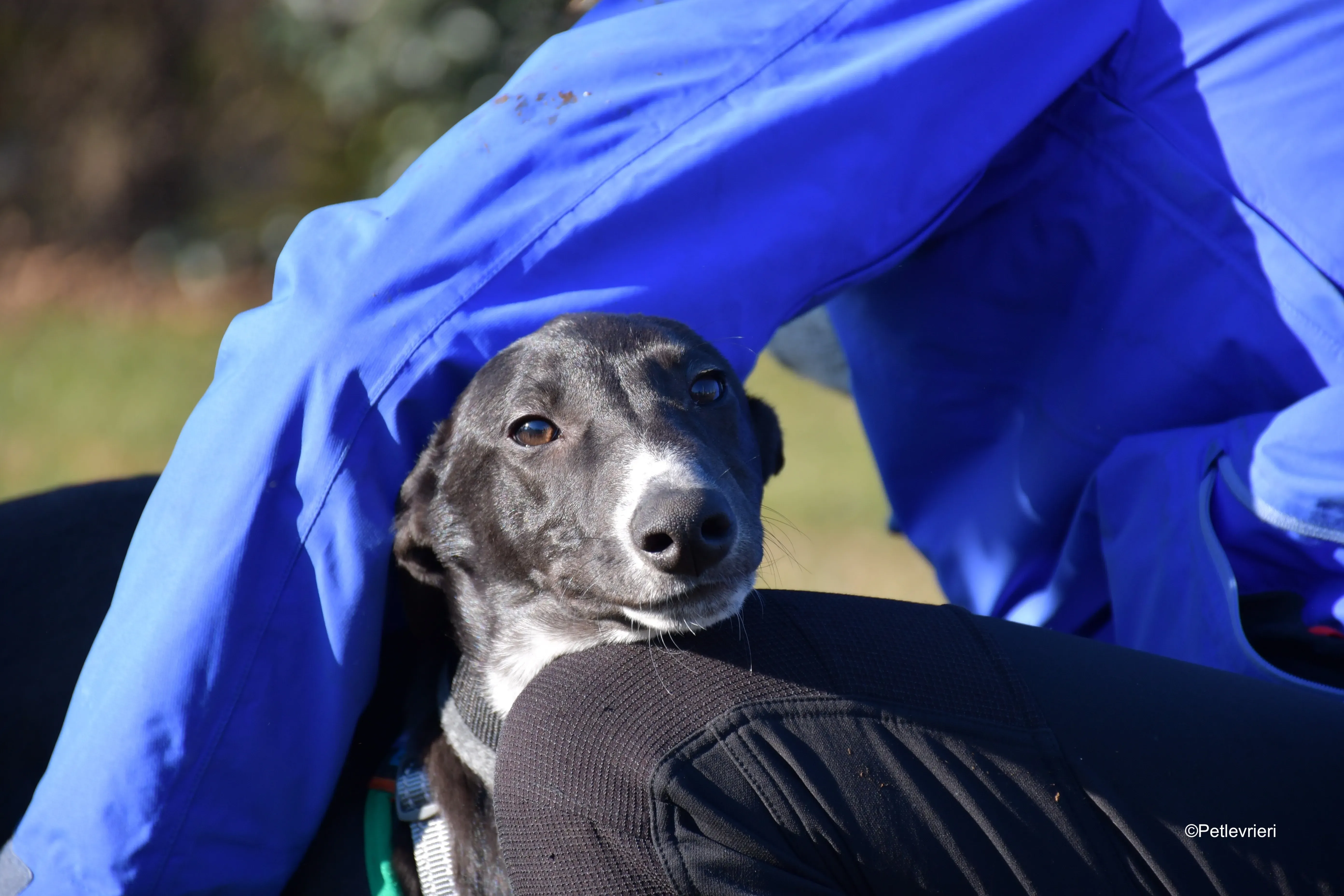 erik adozione levrieri greyhound 7