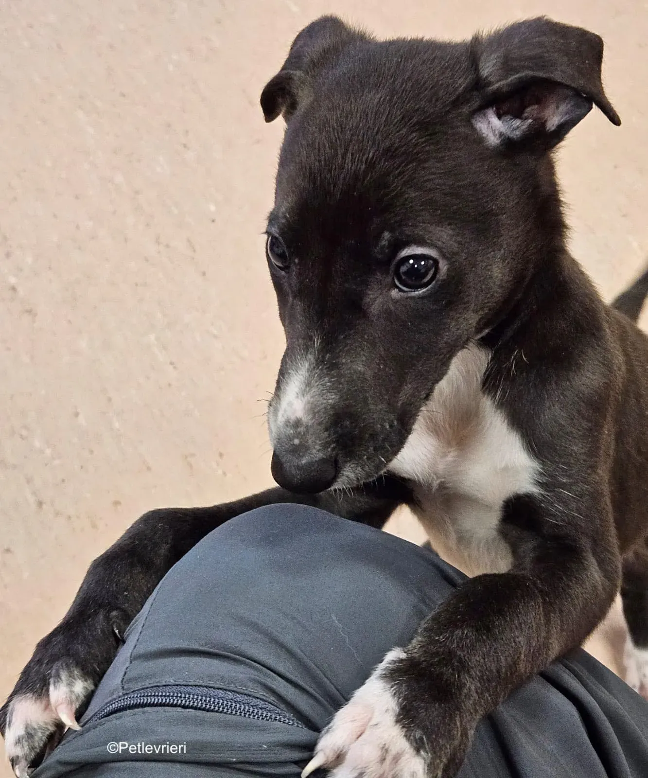 erik adozione levrieri greyhound 8 1