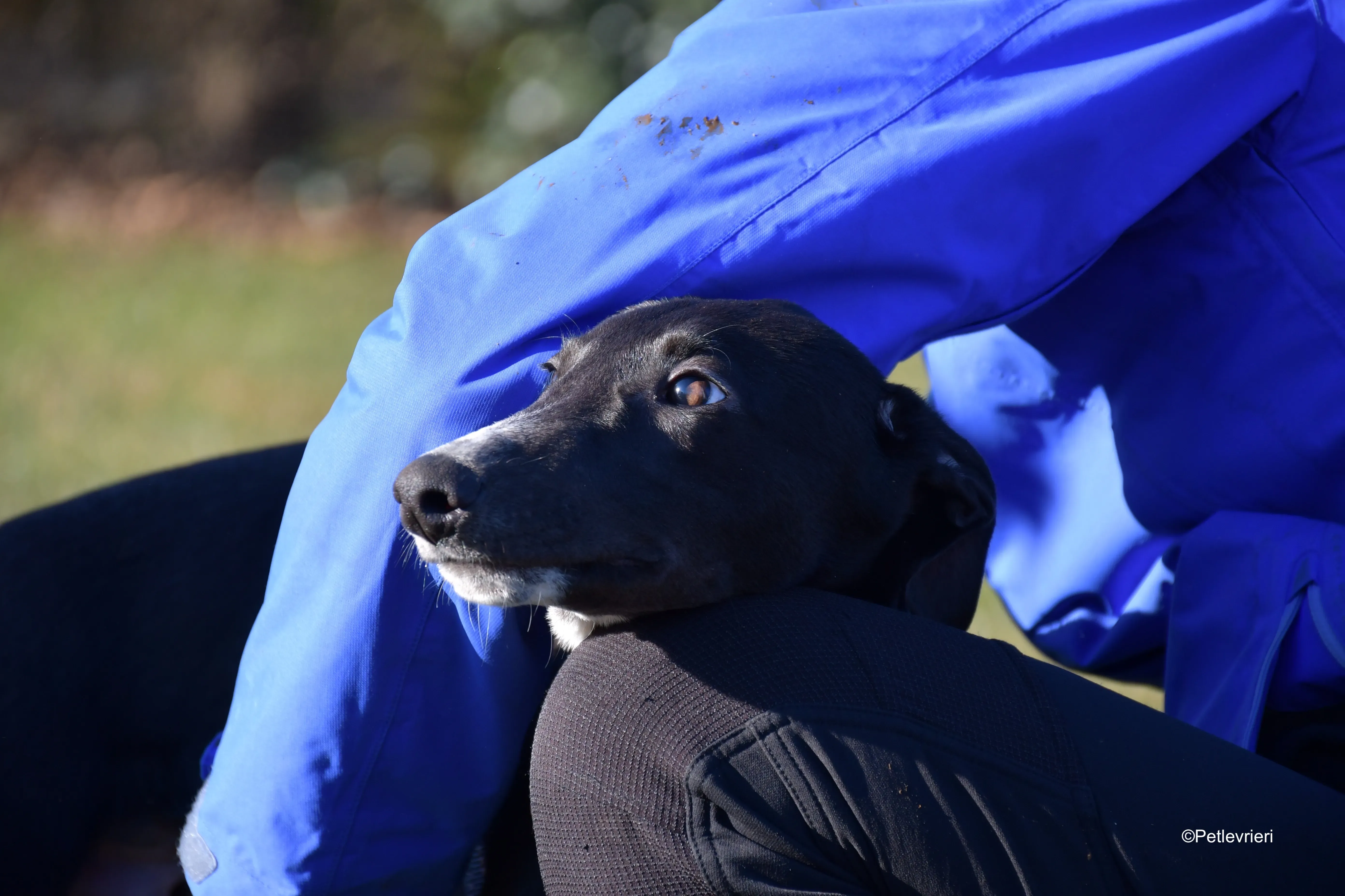 erik adozione levrieri greyhound 8