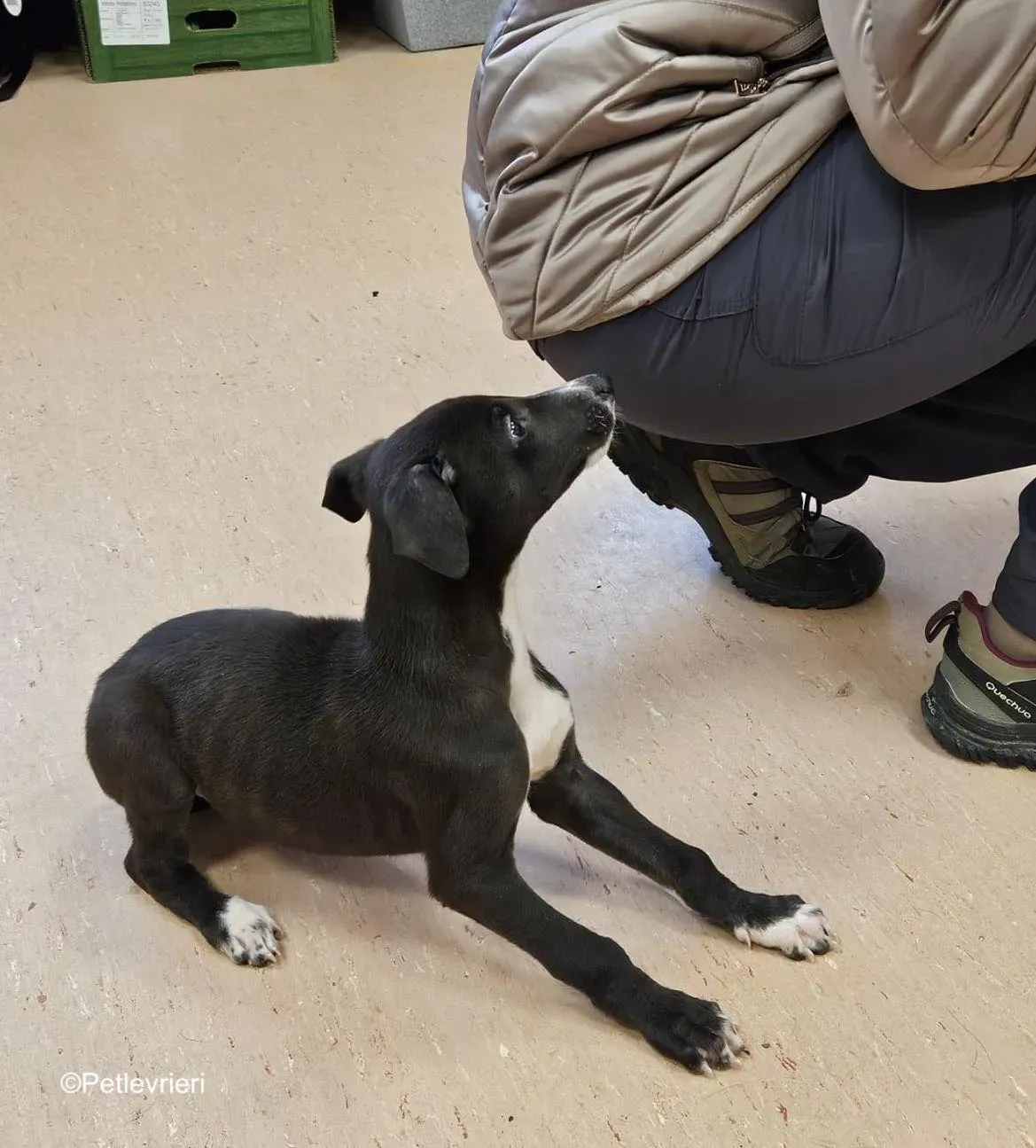 erik adozione levrieri greyhound 9 1