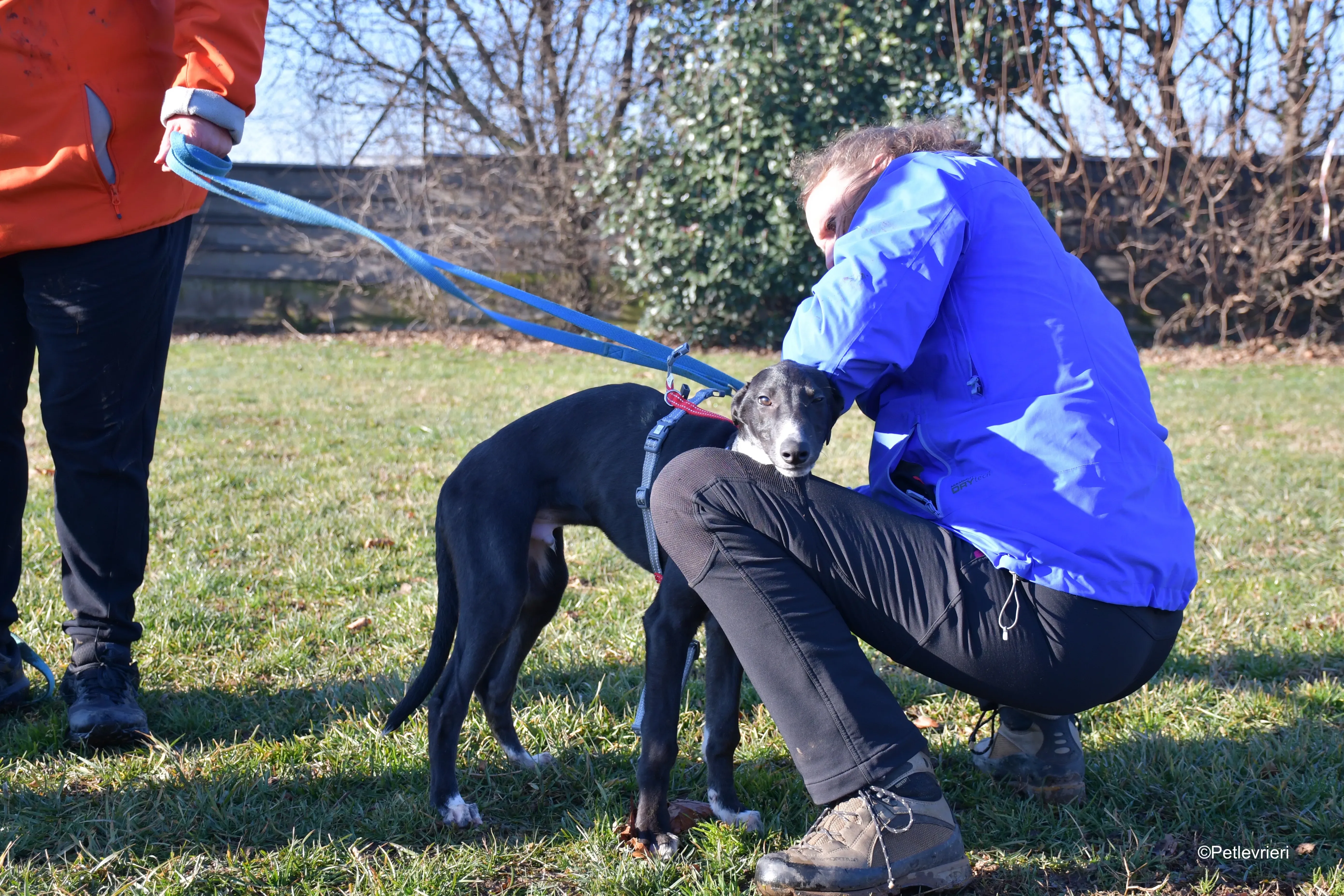 erik adozione levrieri greyhound 9