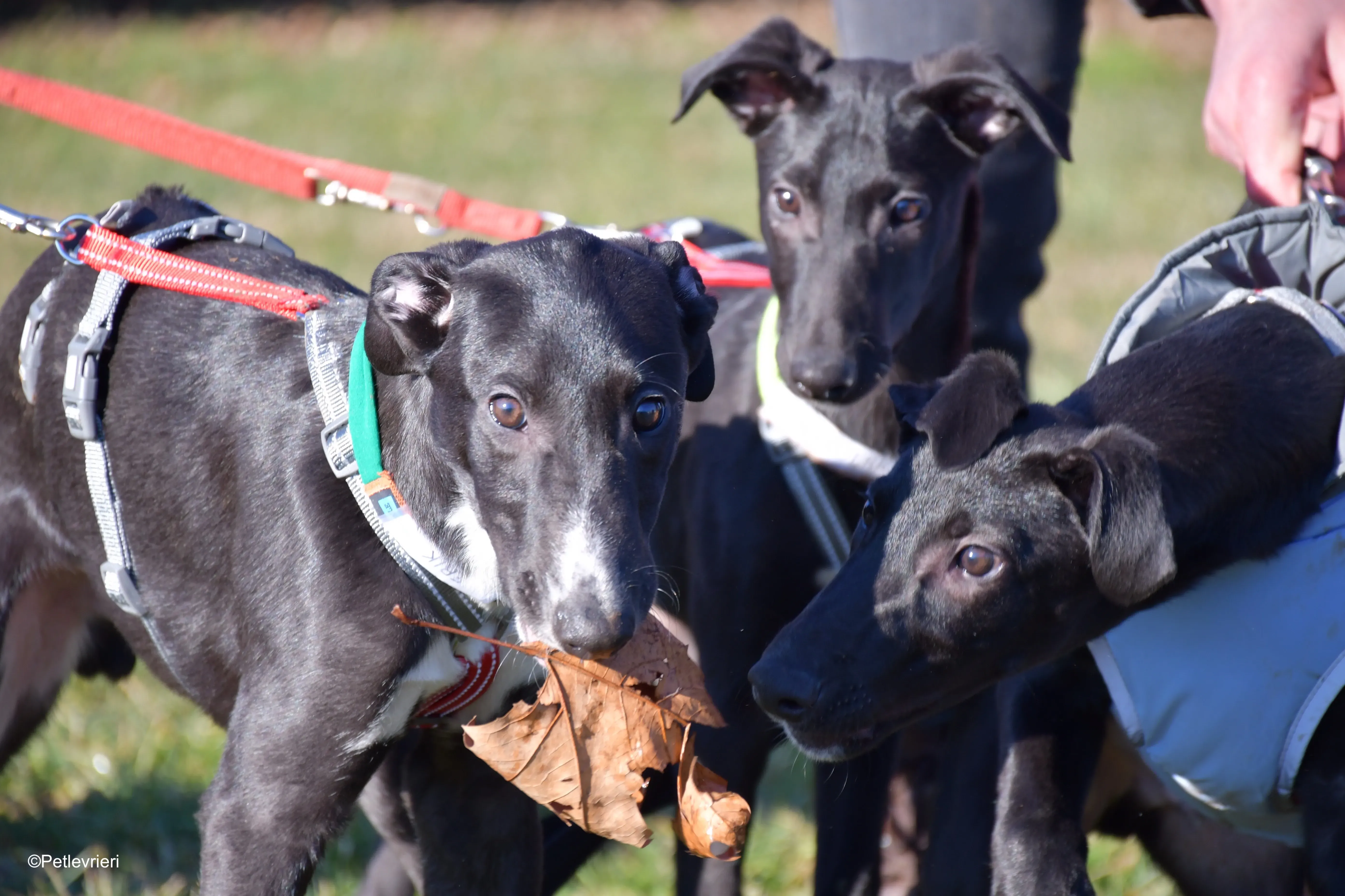 erik axel adozione levrieri greyhound 1 1