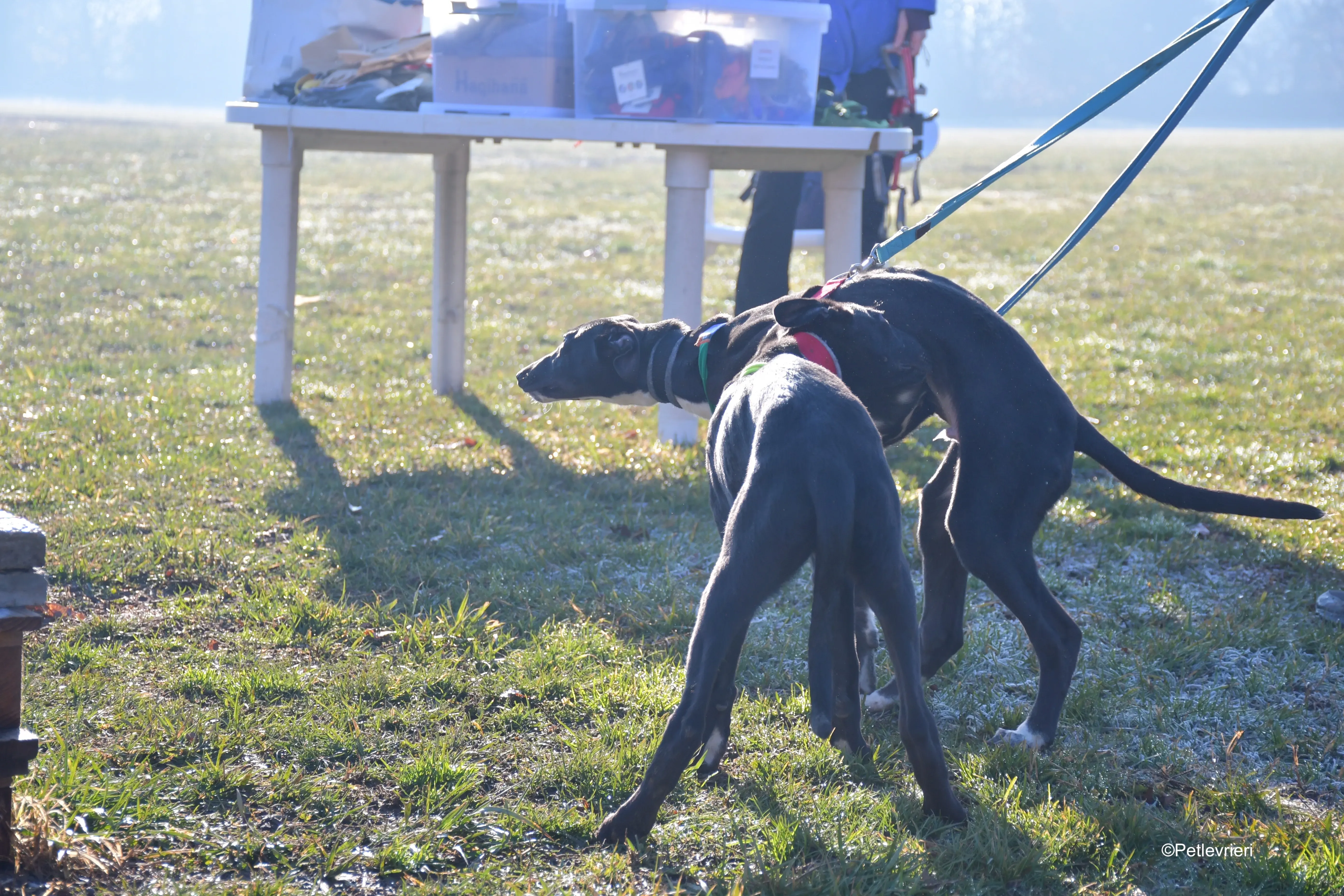 erik frederik adozione levrieri greyhound 1