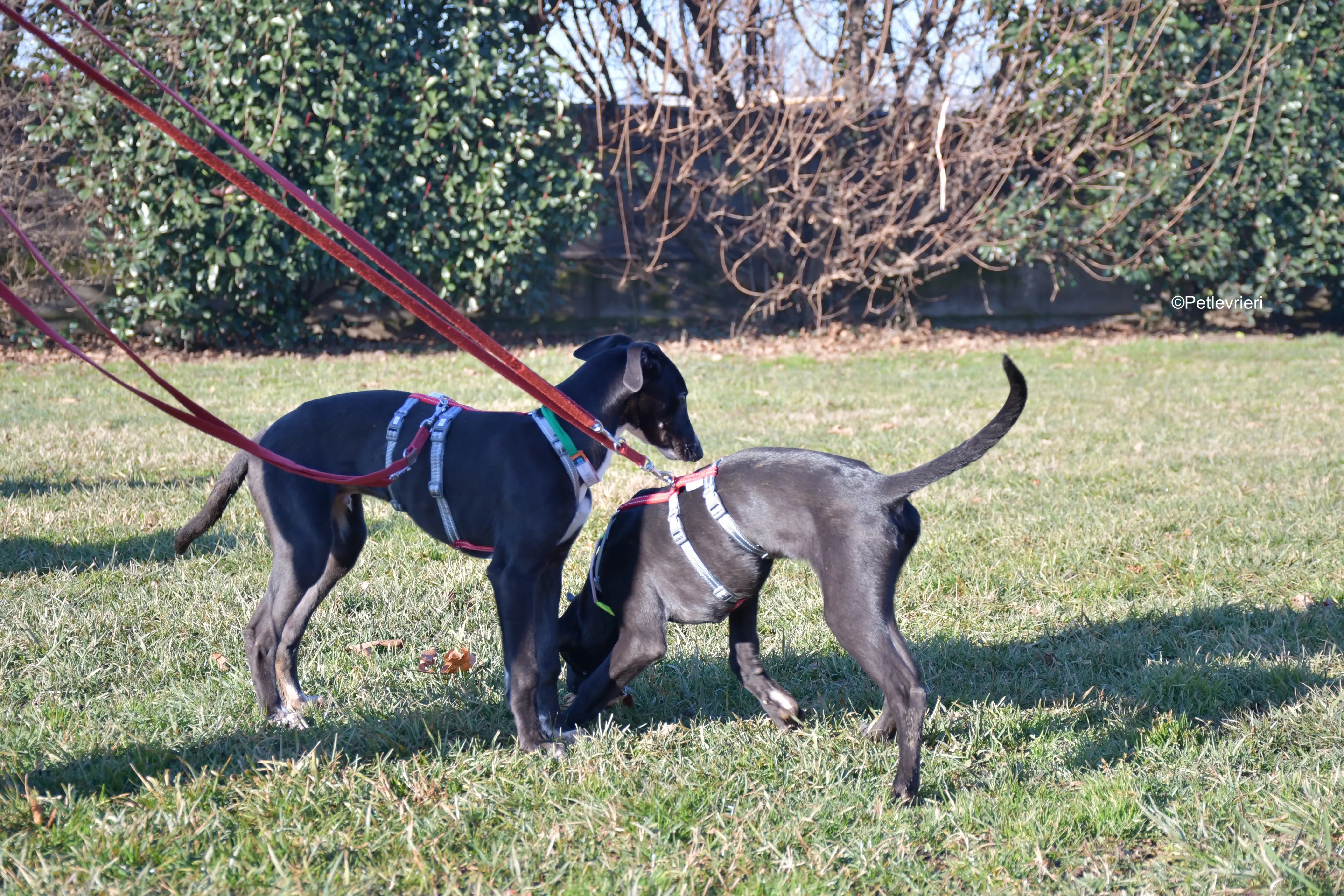 erik frederik adozione levrieri greyhound 2