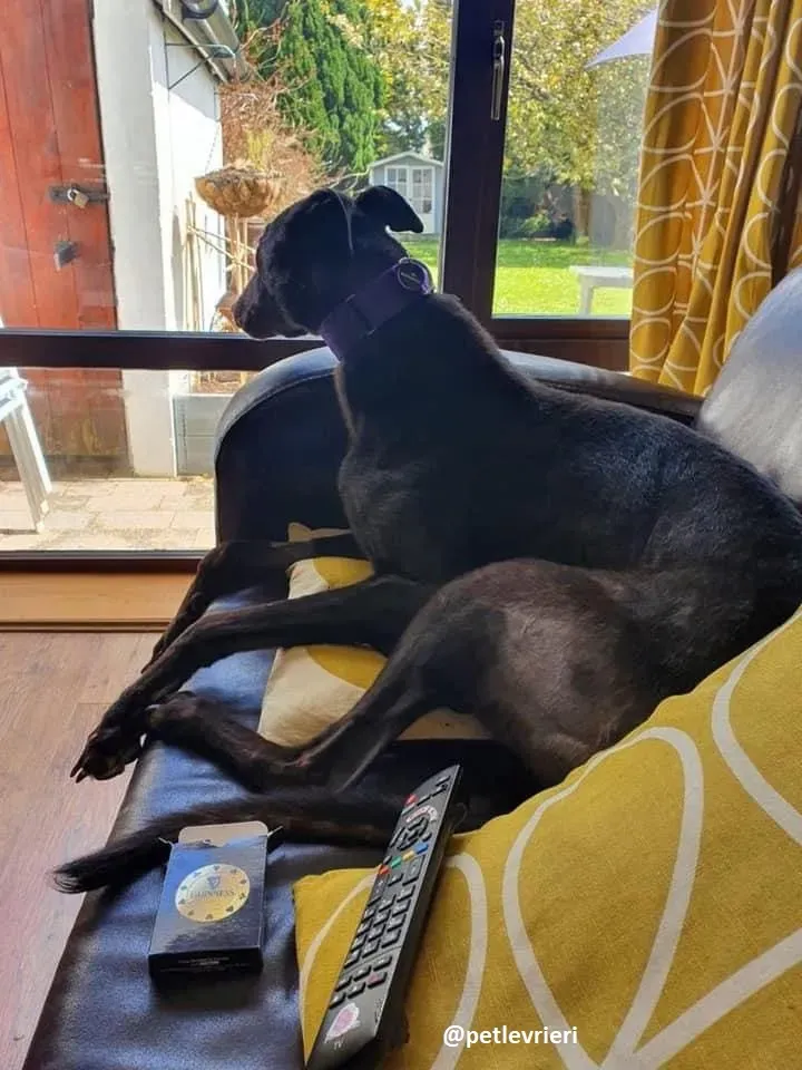 ernest adozione greyhound 1 1