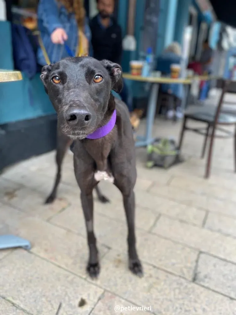 ernest adozione greyhound 1 2