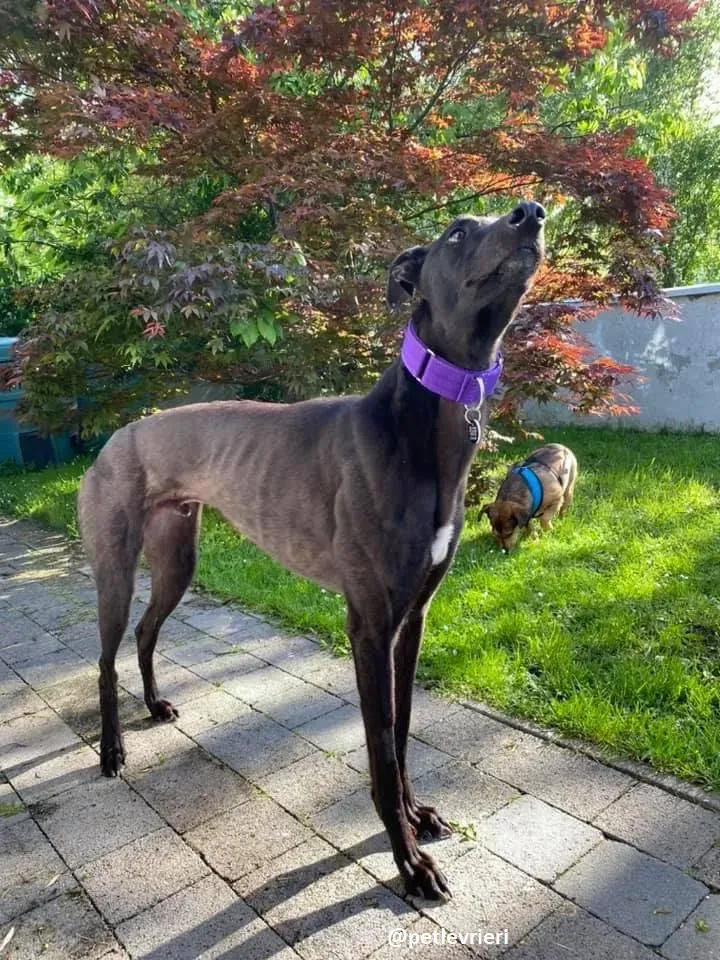 ernest adozione greyhound 1 3