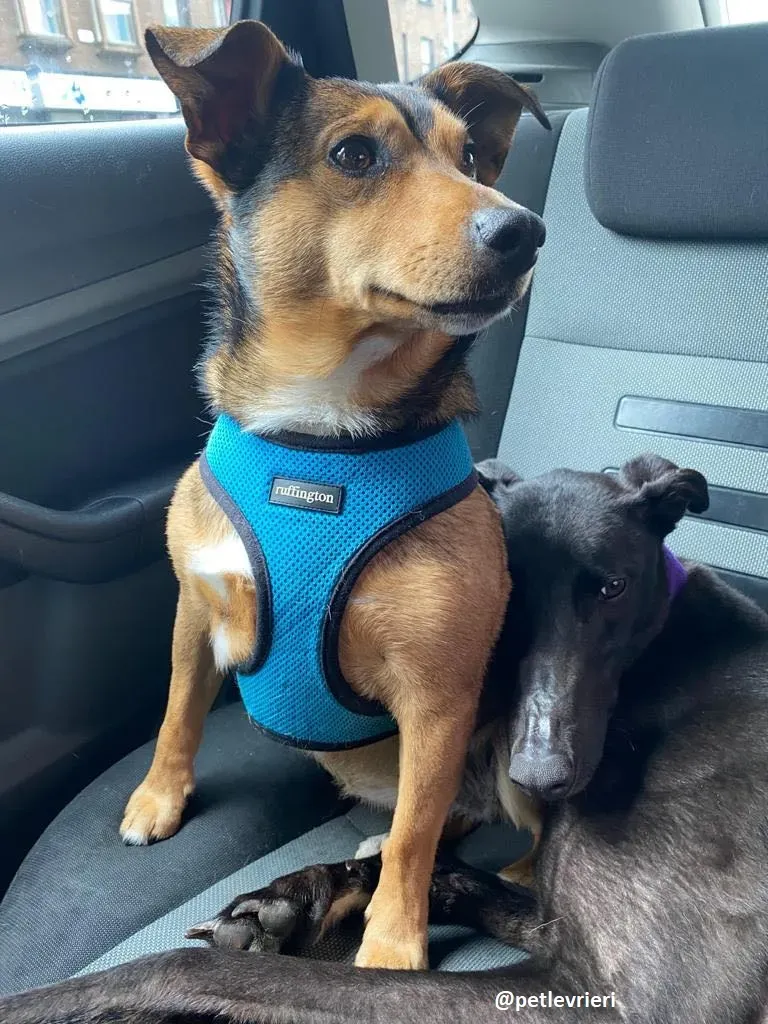 ernest adozione greyhound 1 4